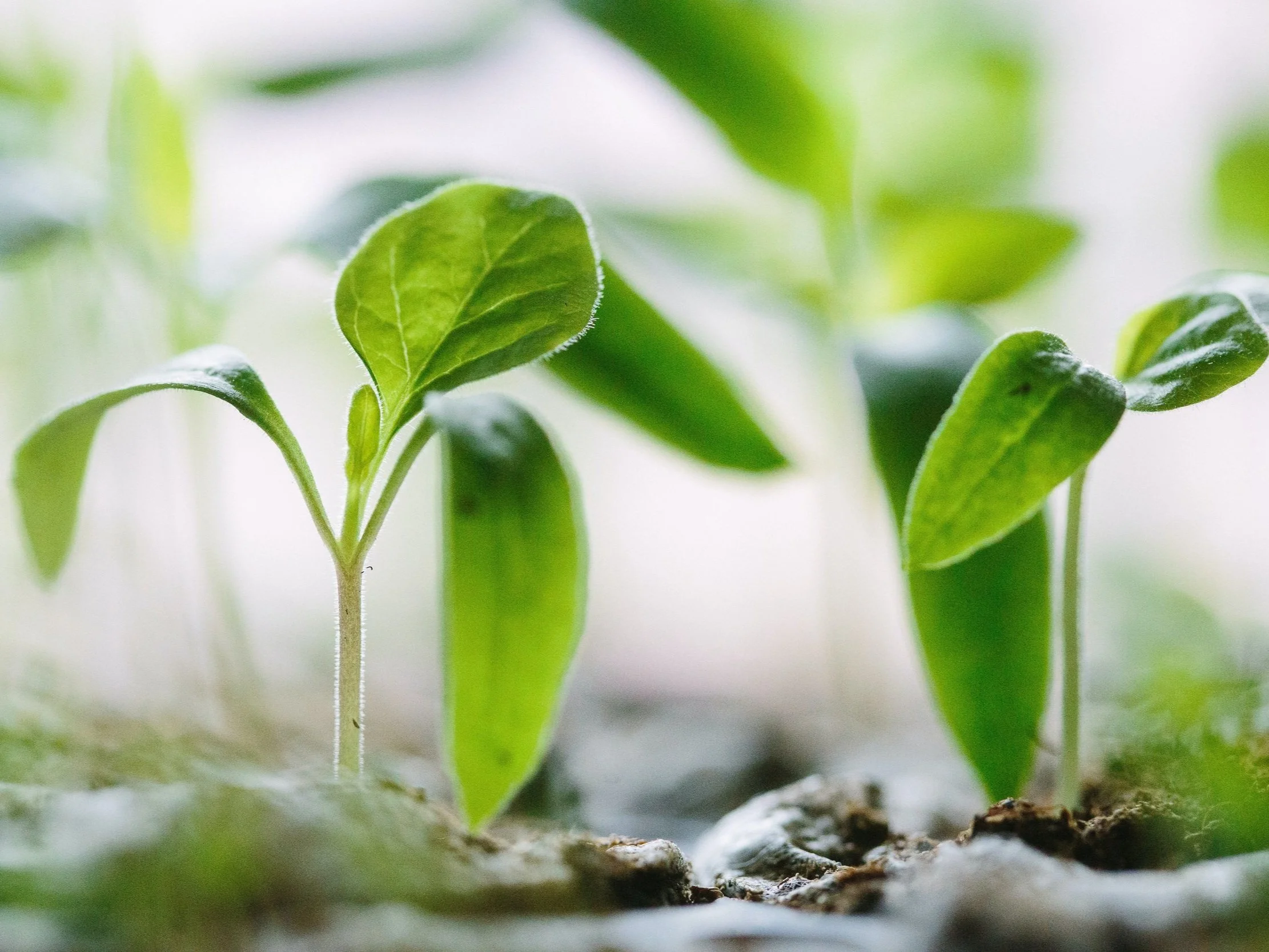 A seedling to represent the Q&A aspect of ACER Psychedelic Integration.