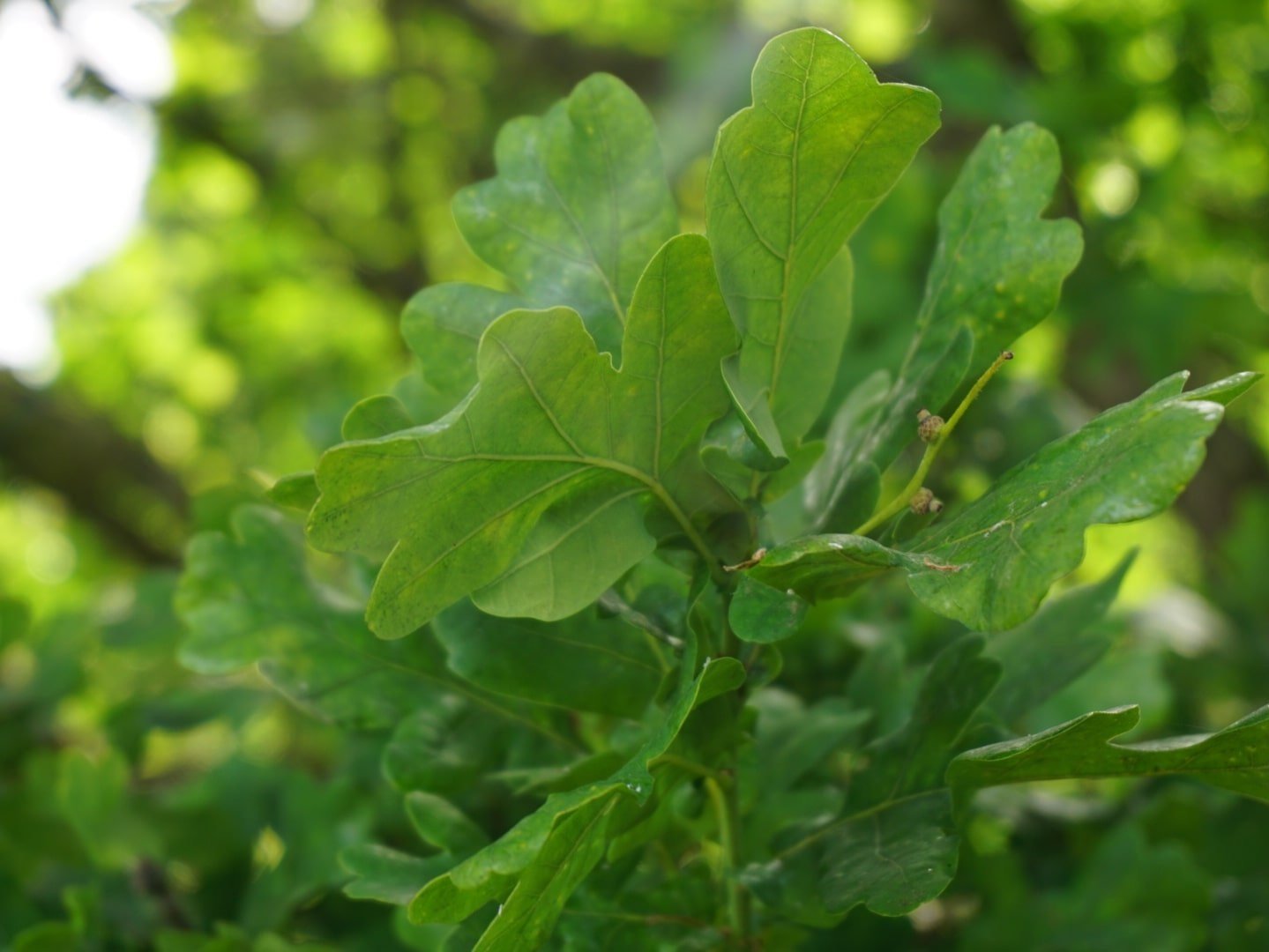 Green leaves on a tree to represent the breathwork aspect of ACER Psychedelic Integration.