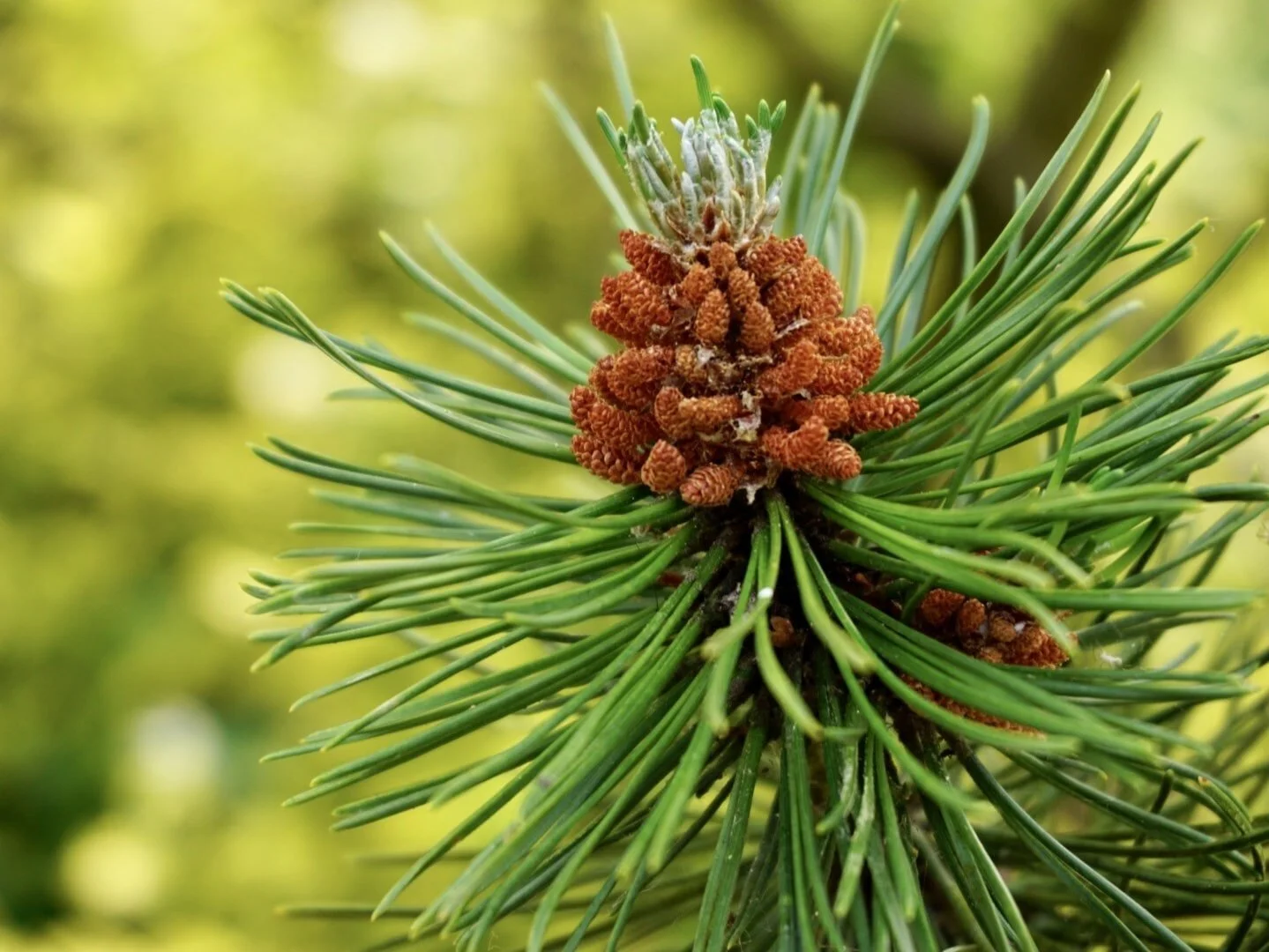 A closeup of pine cone buds to represent the Meditation aspect of ACER Psychedelic Integration.