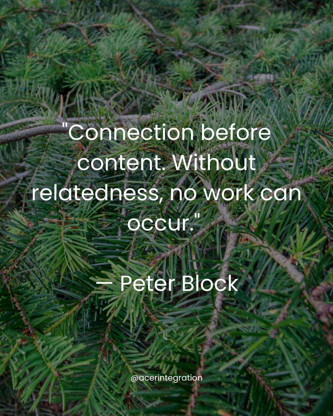 The Douglas fir reminds us that what sustains life is not only what is exchanged, but the quality of the relationships through which it flows.⁠
.⁠
In a forest, connection comes first. Before nutrients are shared, before signals are sent, before growt