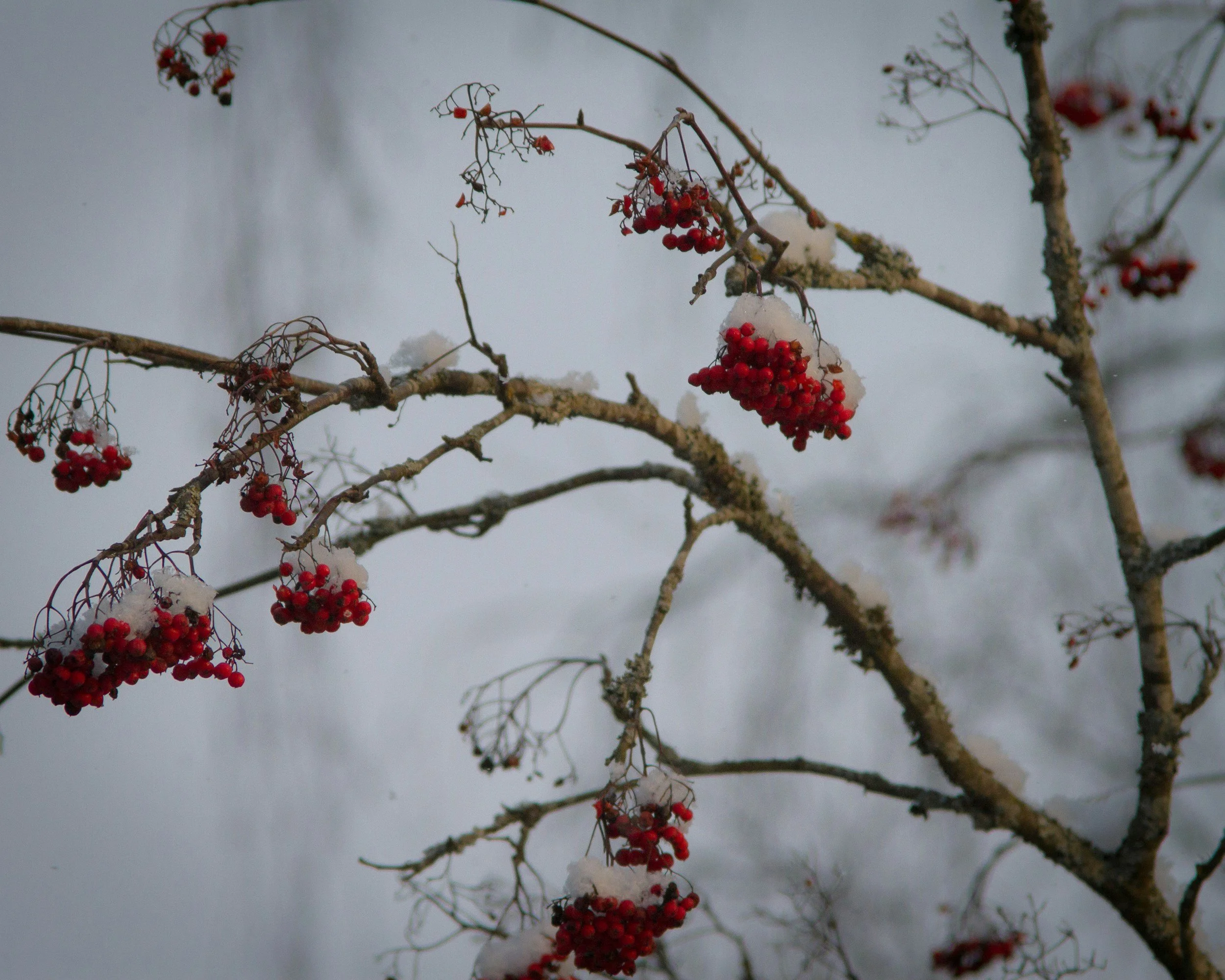 Rowan tree in winter