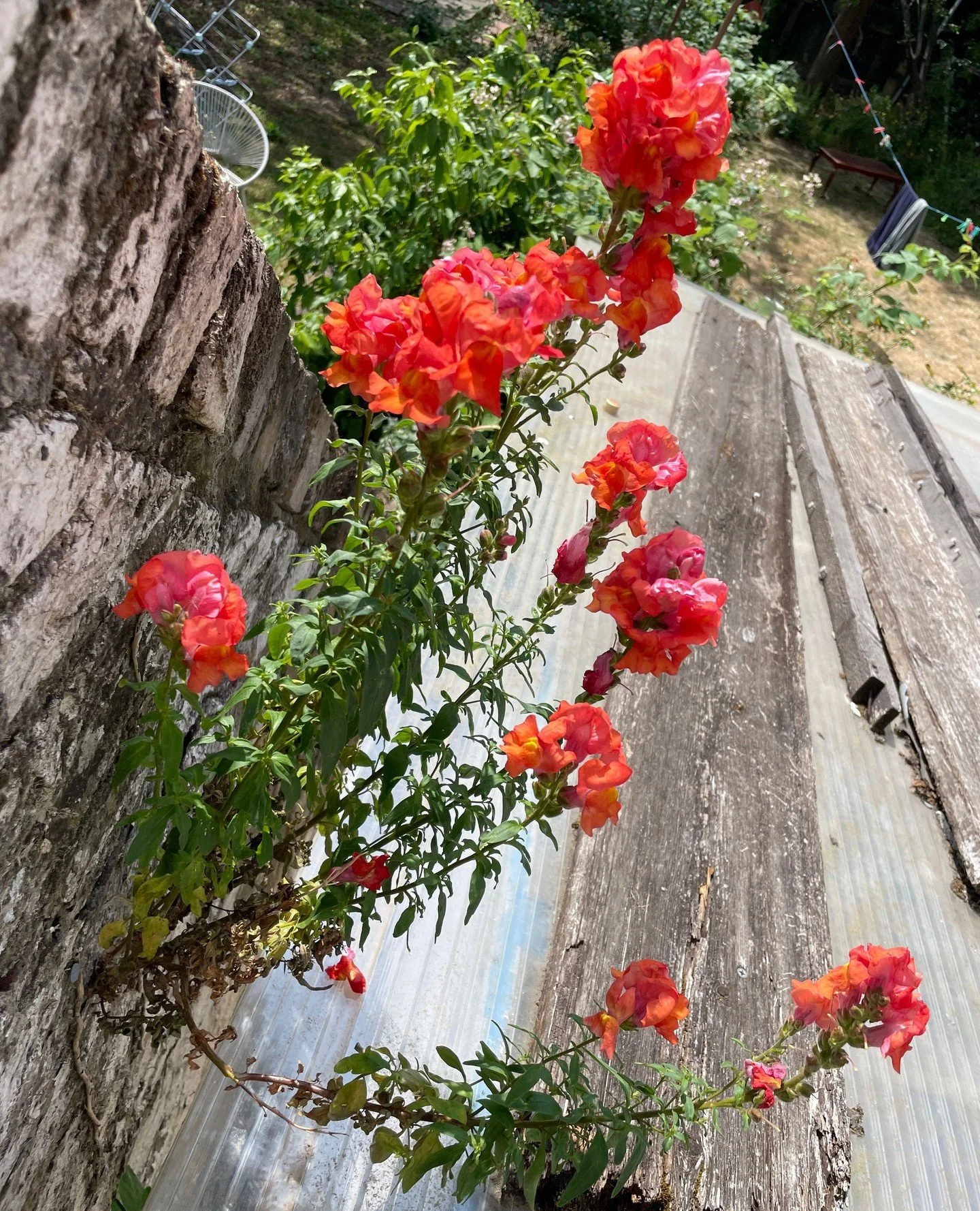I shared this with the @acerintegration community last week, and it seemed to resonate, so I thought I'd share it here, too. ⁠
. ⁠
One of my favourite things is when I find flowers growing from impossible places. ⁠
.⁠
This beauty is growing out of th