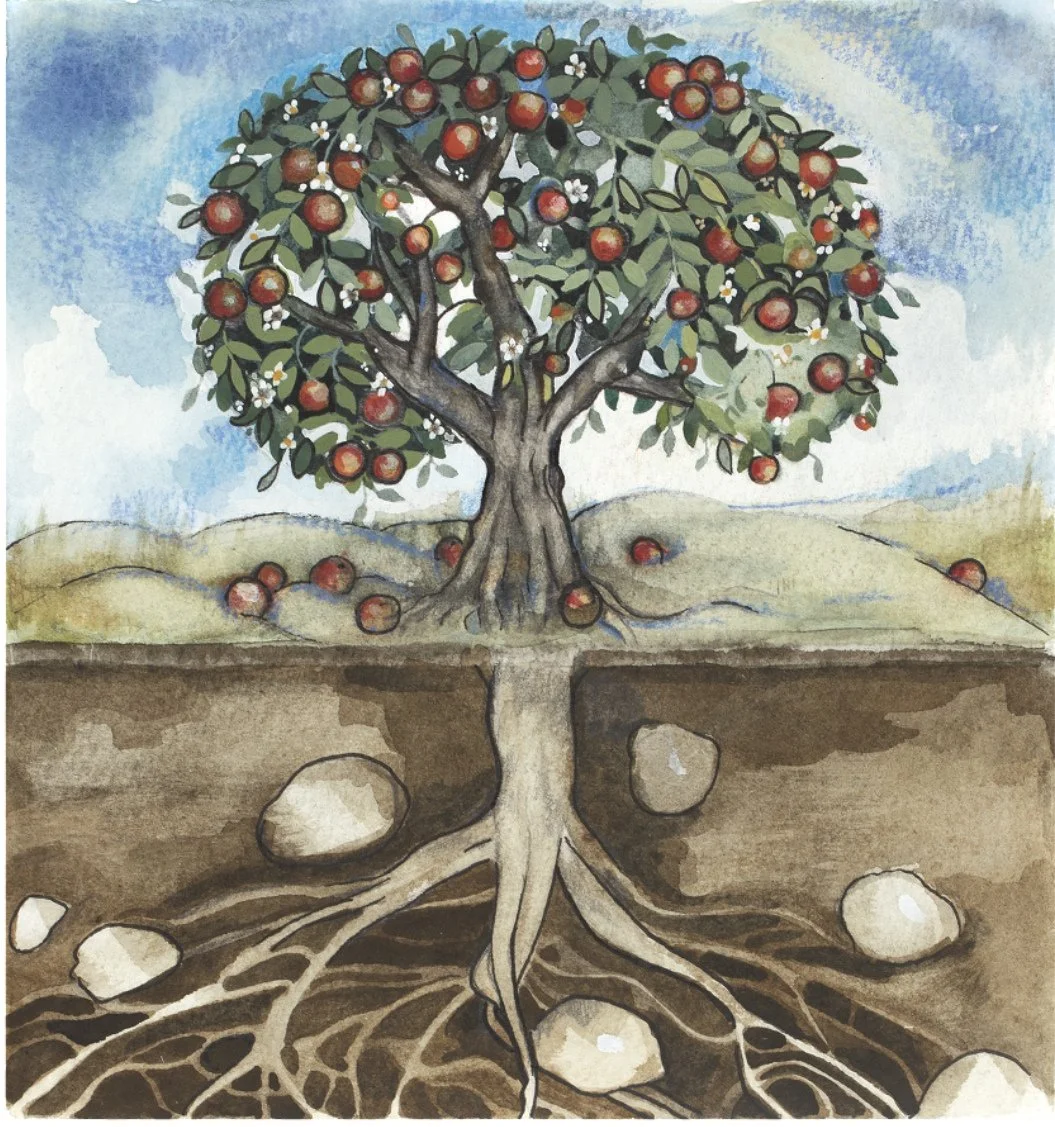 We love this illustration of the apple tree from frankiebarton. ⁠
.⁠
The apple tree has long been a symbol of wisdom, abundance and the sweetness that comes from tending something over time.⁠
.⁠
An apple tree does not simply produce fruit standing al
