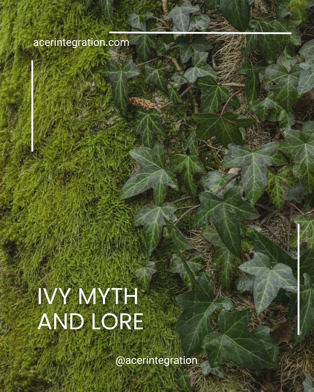 This month in ACER, we turn our attention to ivy. Ivy is persistent. It finds a way through, around and across whatever is in its path. It connects, adapts and keeps growing. Our patterns can be like this too.⁠
.⁠
Some patterns have helped us survive