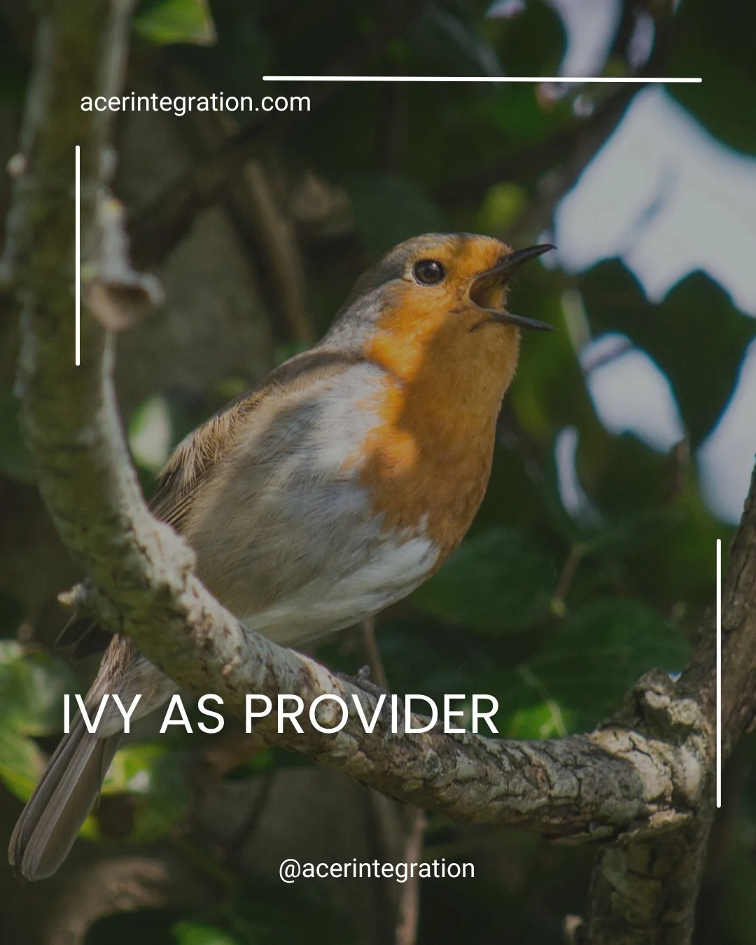 In ACER during the month of October, we use ivy as a metaphor for the patterns in our lives that need gentle pruning. But we wouldn't want that to overshadow the many gifts this remarkable plant offers.⁠
.⁠
Perhaps ivy has something to teach us about