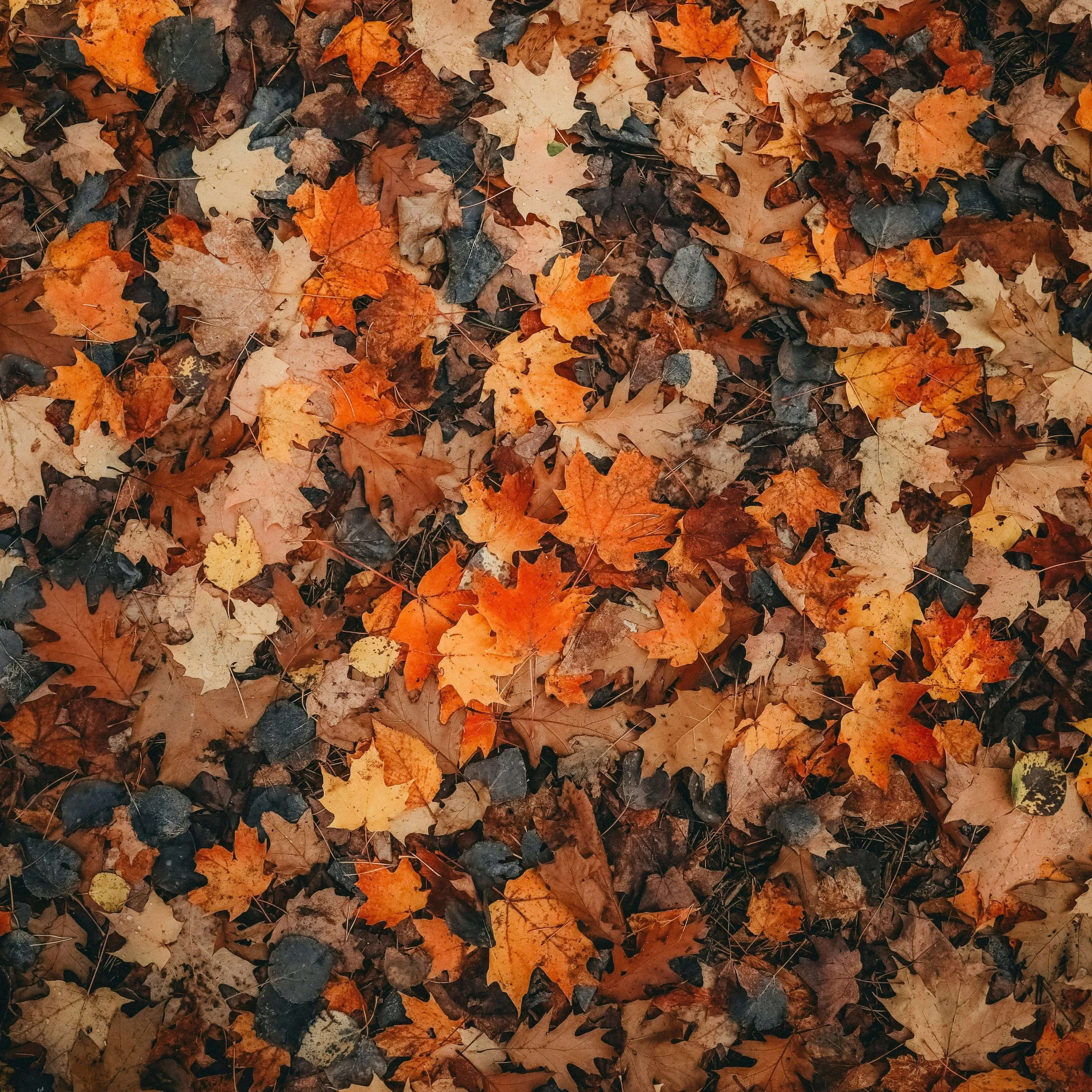 As we start to settle into autumn in the Northern Hemisphere, nature invites us to slow down, release and compost.
.
The trees are letting go of their leaves, returning what they no longer need to the earth. What falls away doesn't go to waste. It br