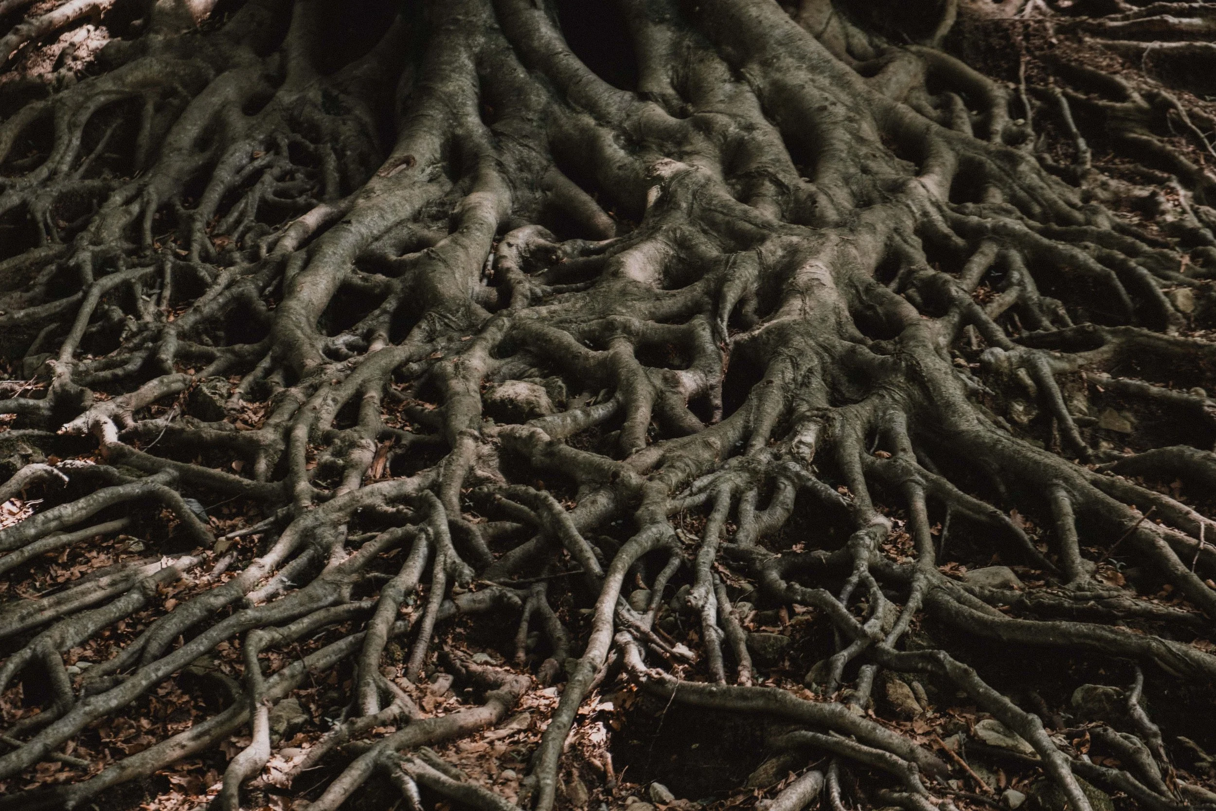 An image of tree roots to represent the roots we all form and link when we become part of the ACER Integration community.