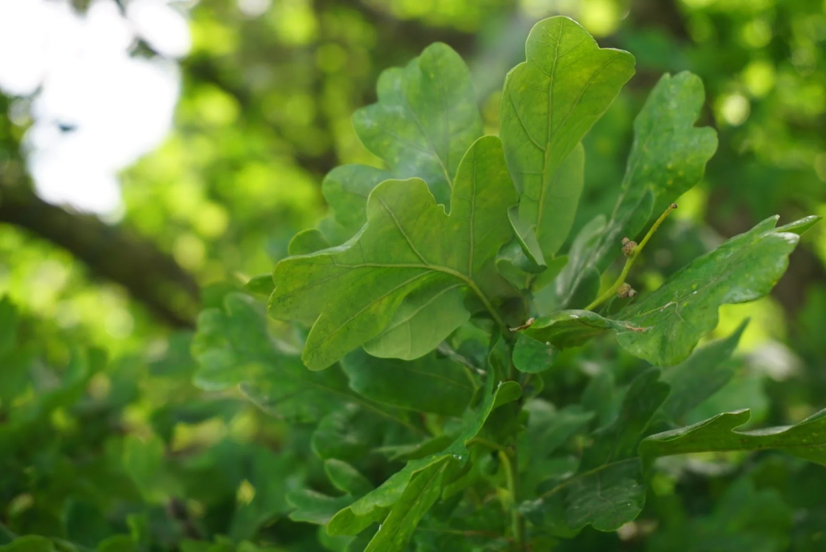 Breathwork — ACER Integration