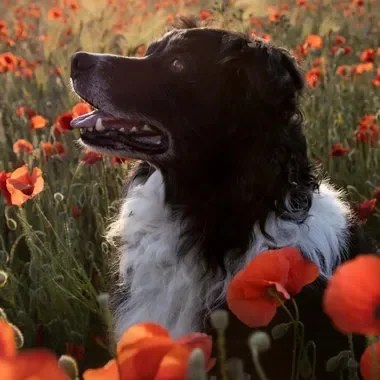 chien dans un champ de coquelicots