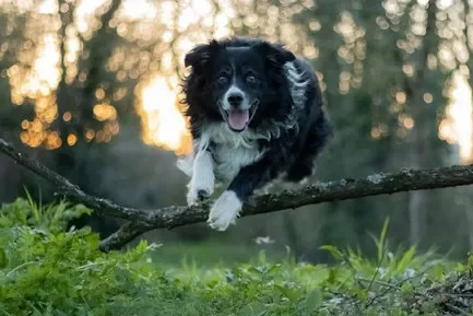 chien qui saute dans la forêt
