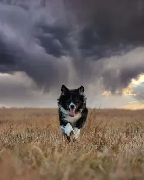 chien qui cours sous la tempête