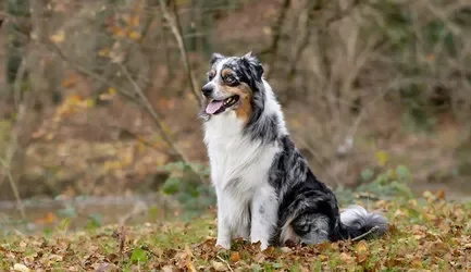 chien dans la forêt