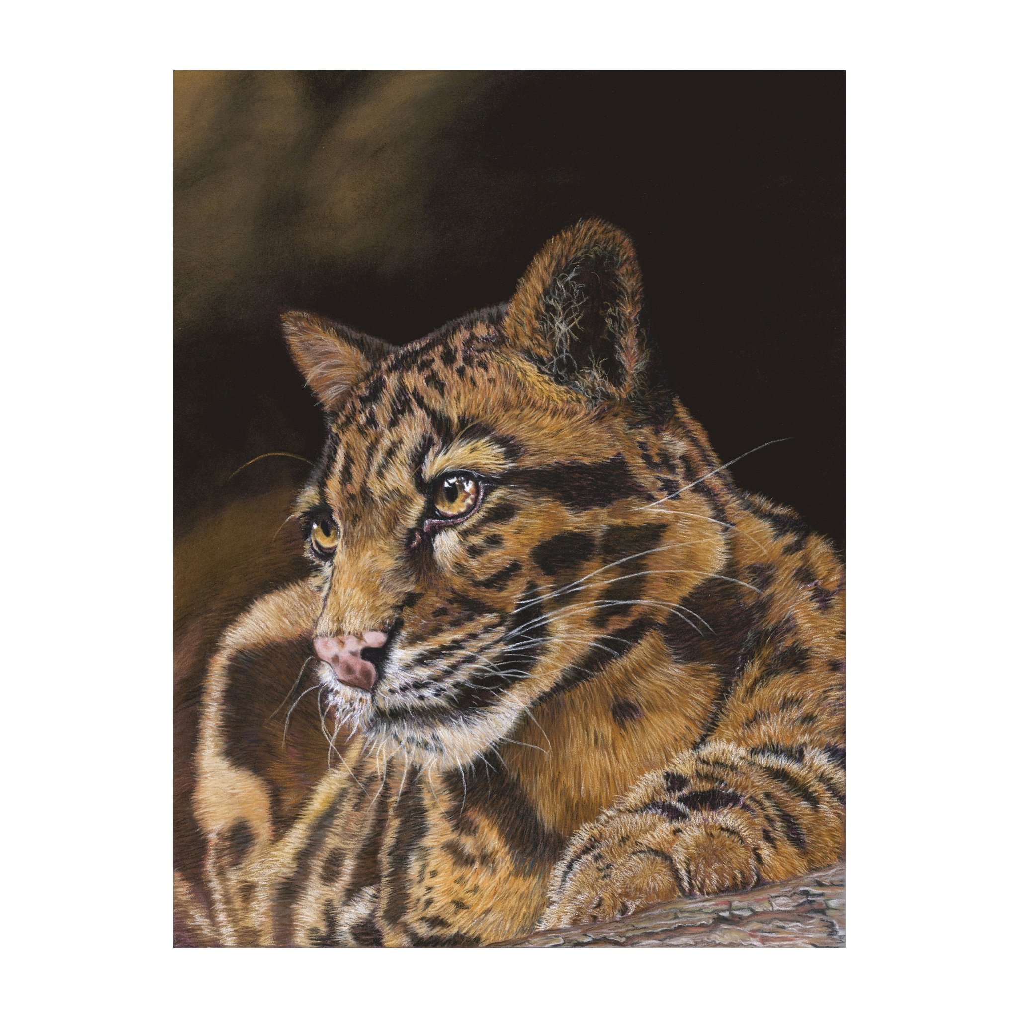 Cloud Leopard square format.jpeg
