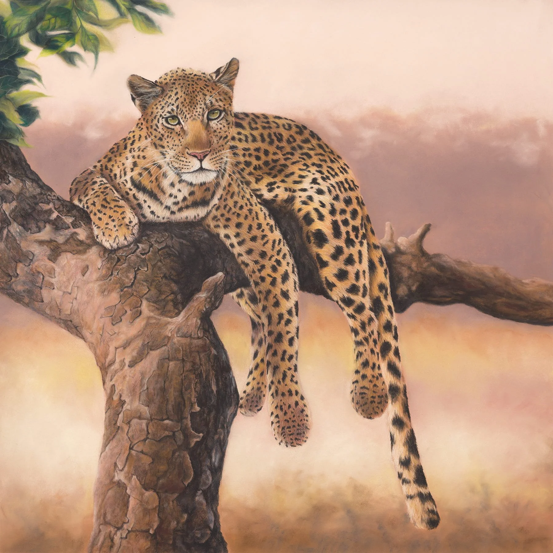 Leopard lying in Tree small compressed.jpg