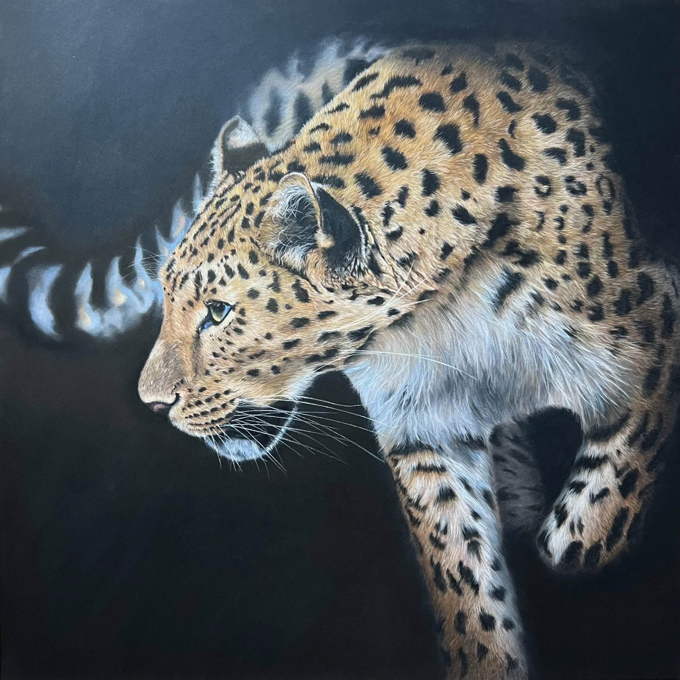 Amur Leopard