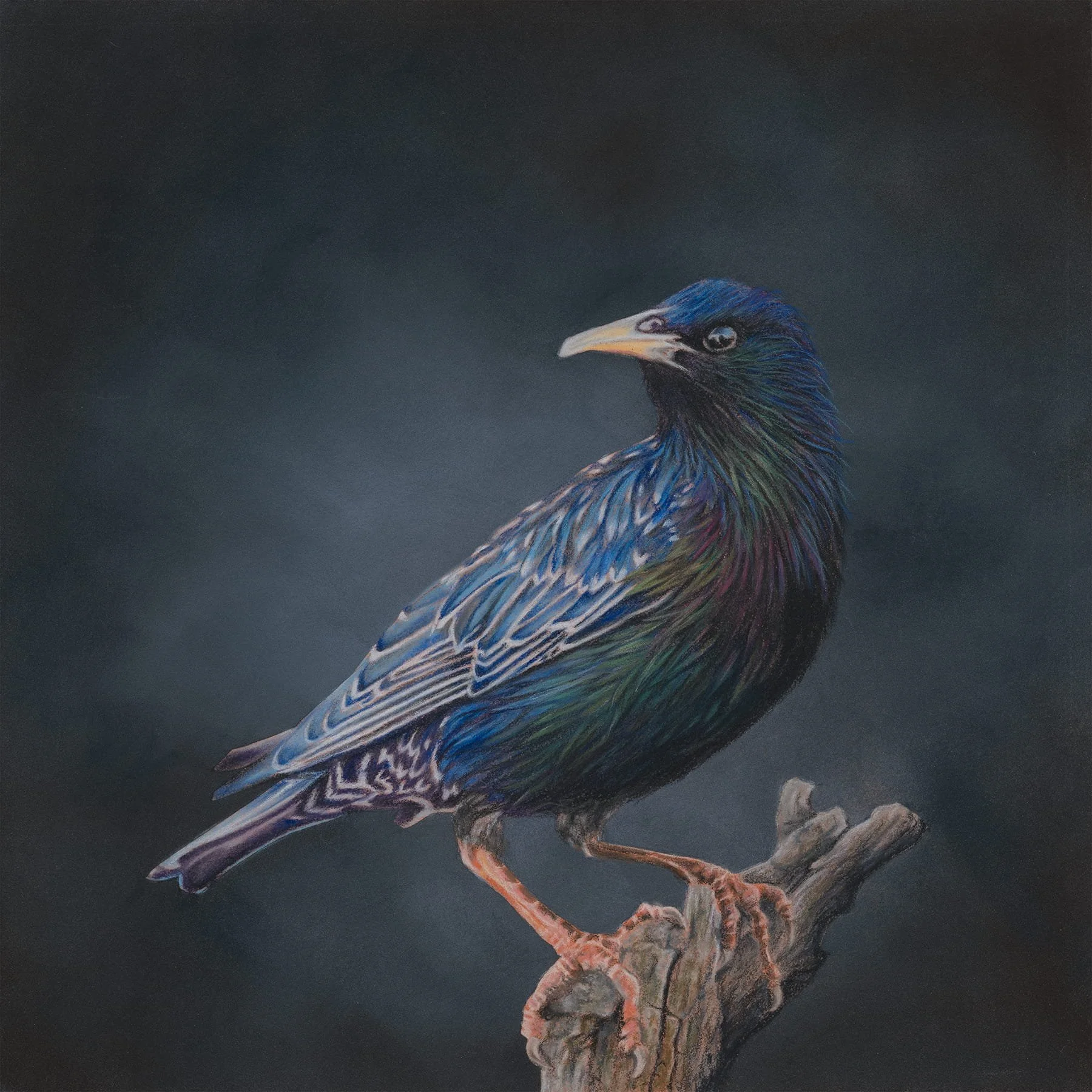 Starling small compressed.jpg
