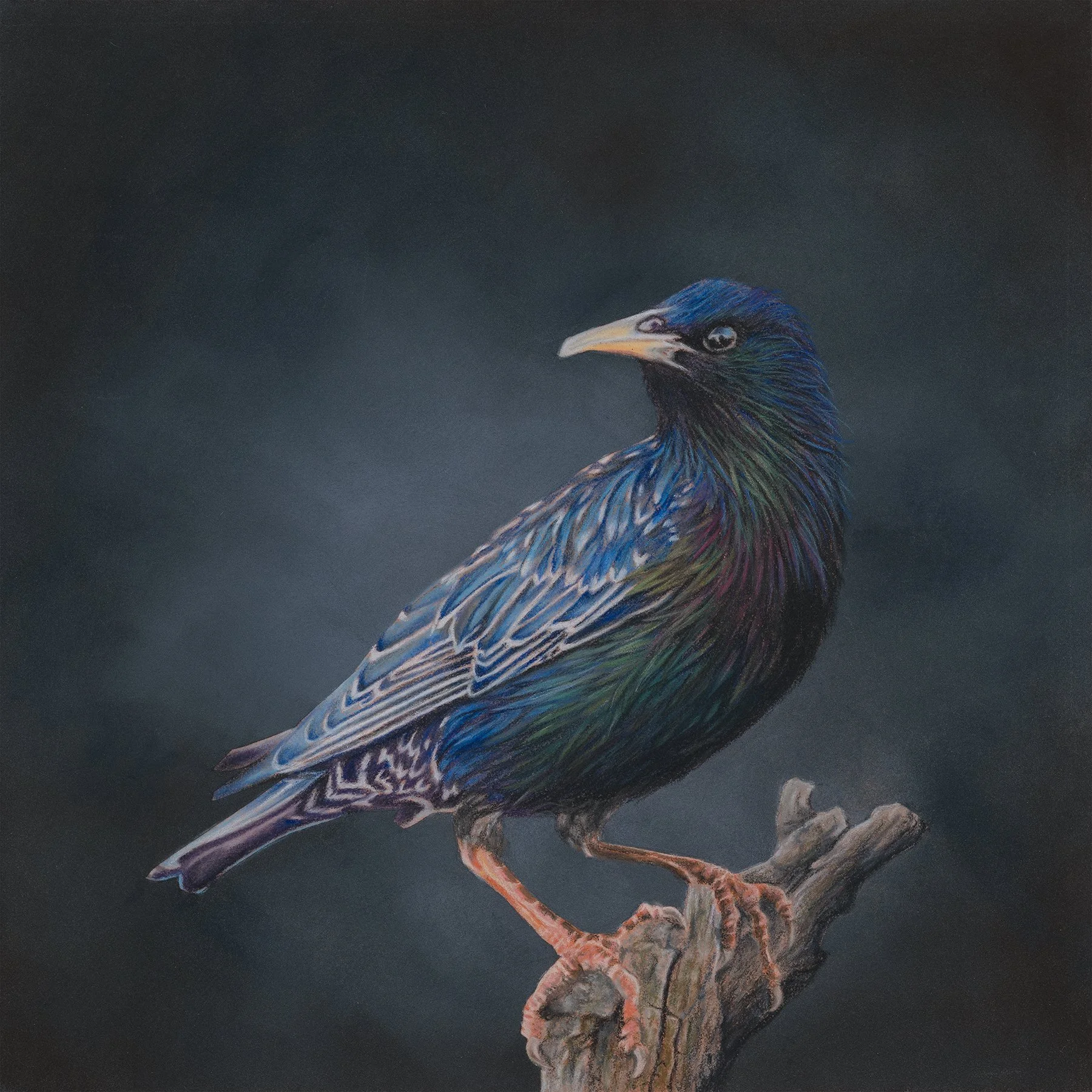 Starling small.jpg