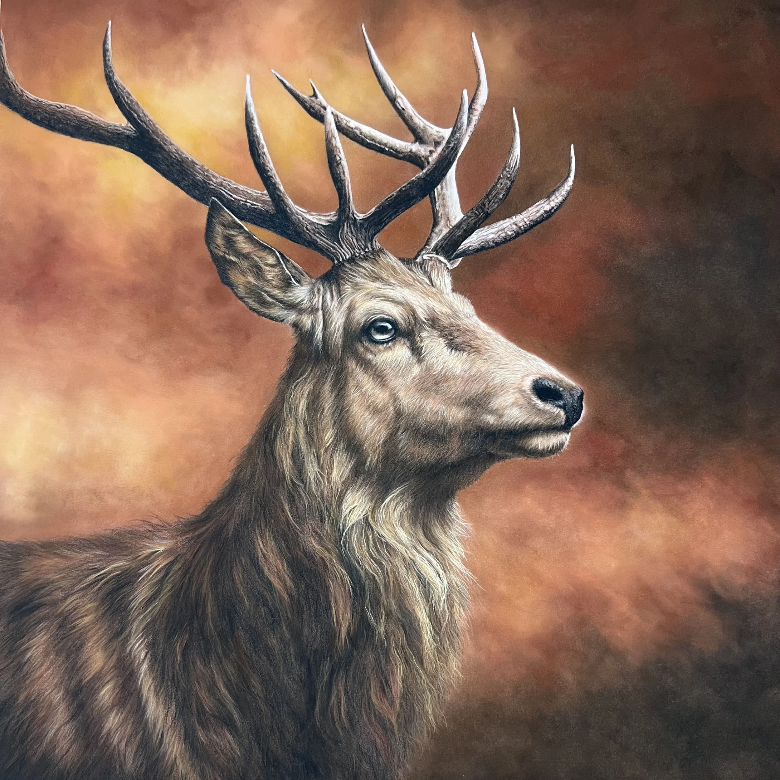 Stag (my photo) compressed.jpeg