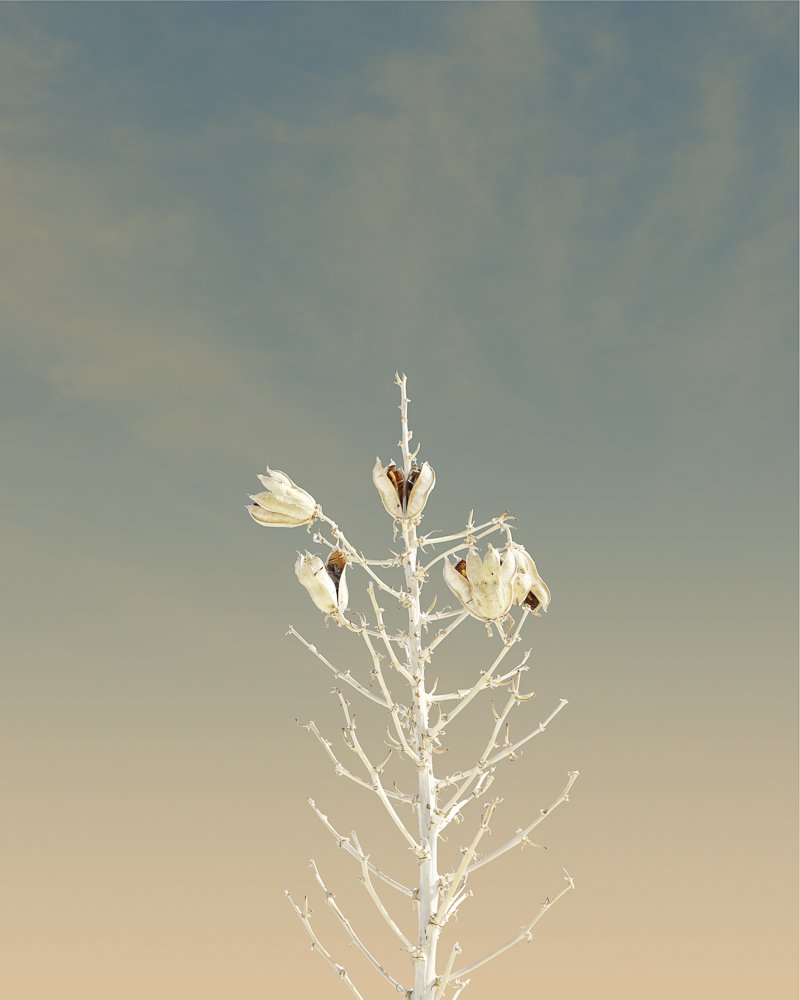 White Sands New Mexico Cactus Art Print