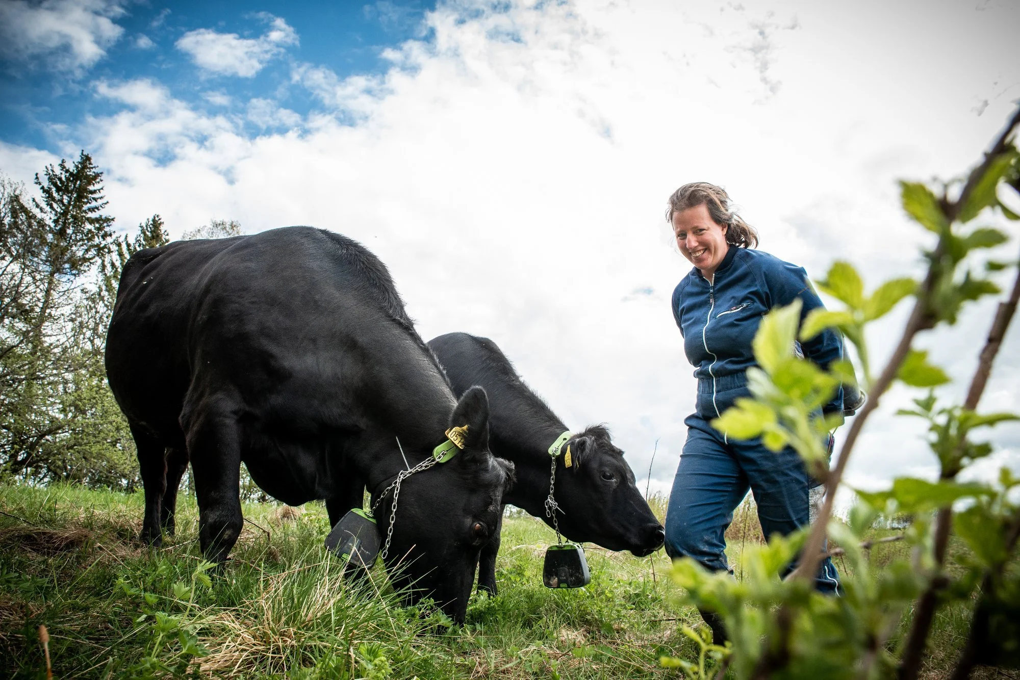 rebekka bond ku på beite.jfif