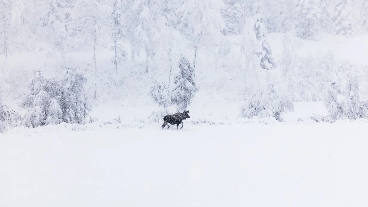 runekarlsen.com-0J0A1682.jpg