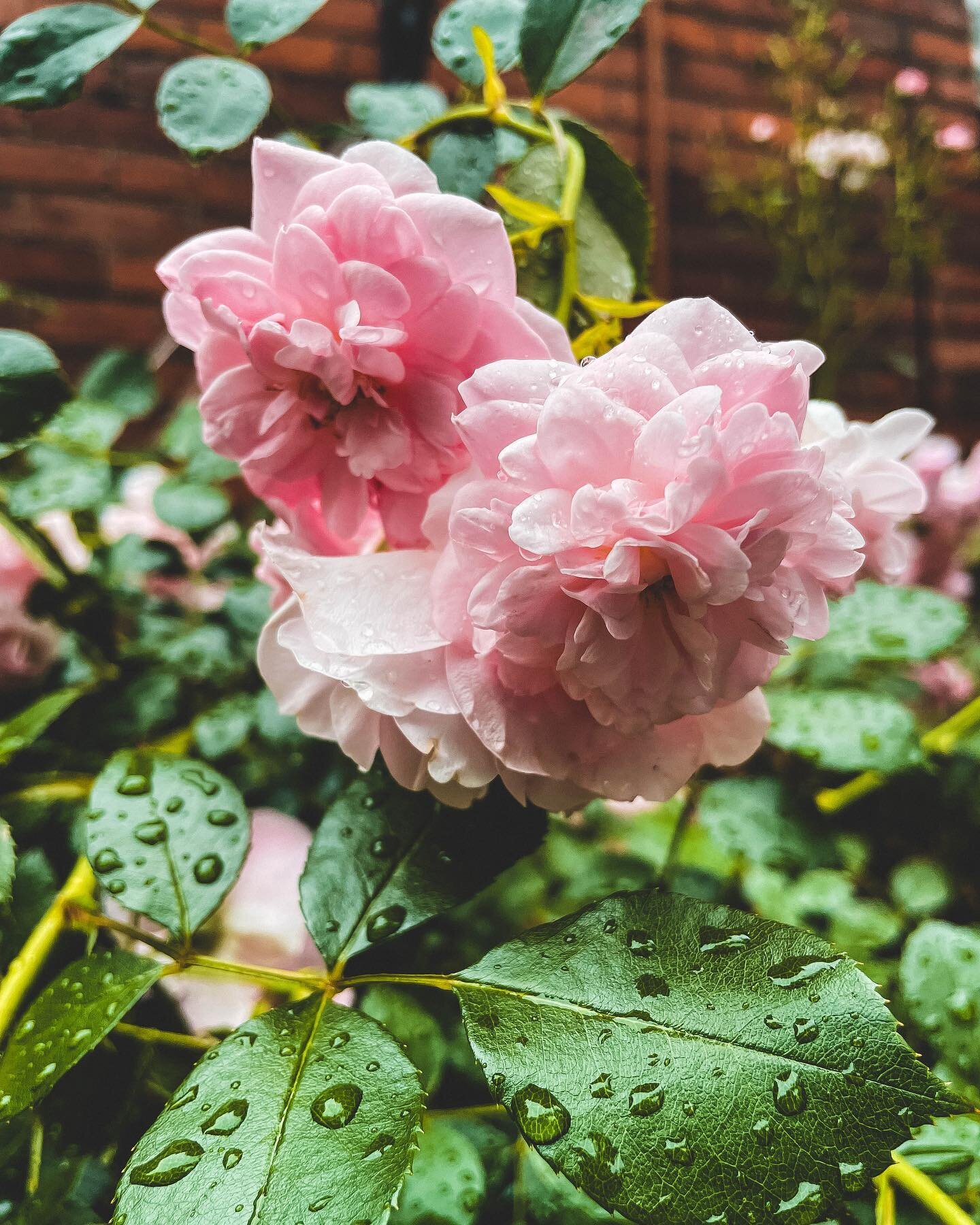 Rainy day roses from one of our favourite Hamilton gardens 🌧️ 🌹