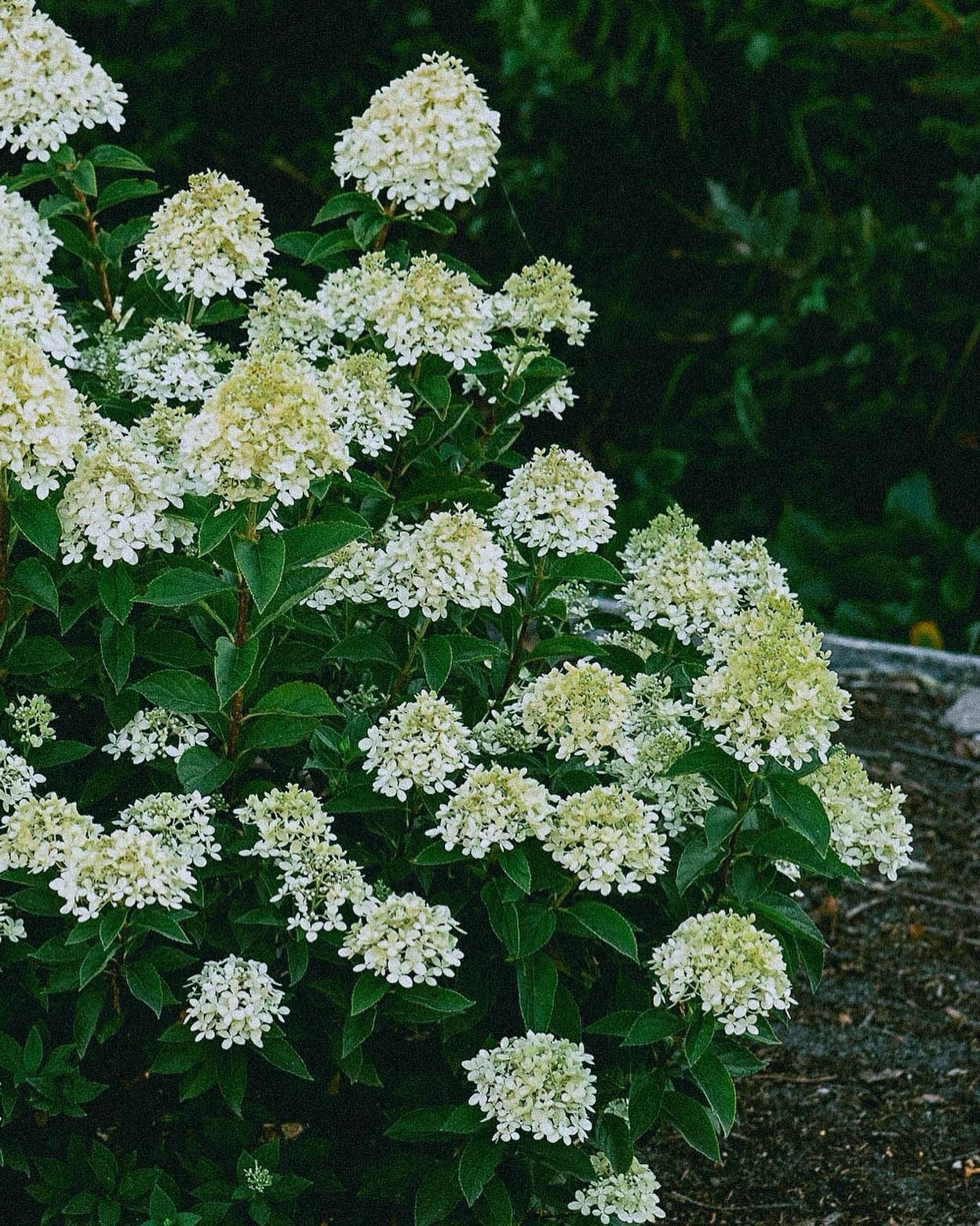 Planted some hydrangeas today. Stoked for them to grow and bloom like these beauties from last year 🤍
