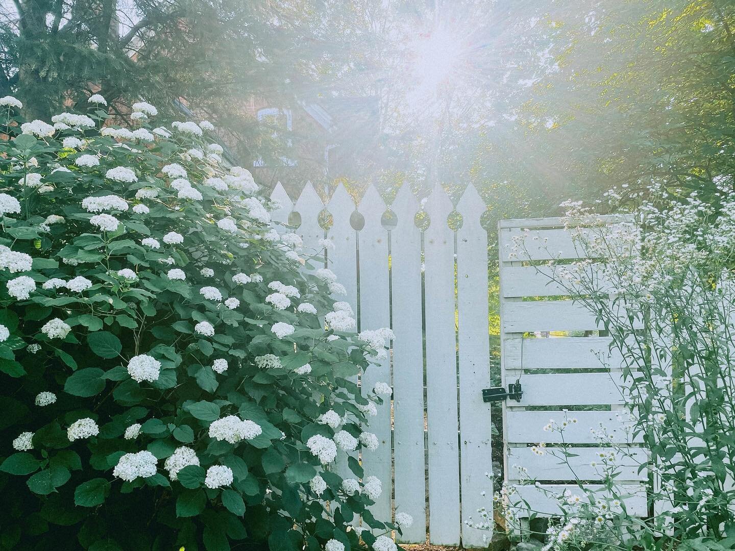 Finally some sun! Water your flowers 🌸 🚿