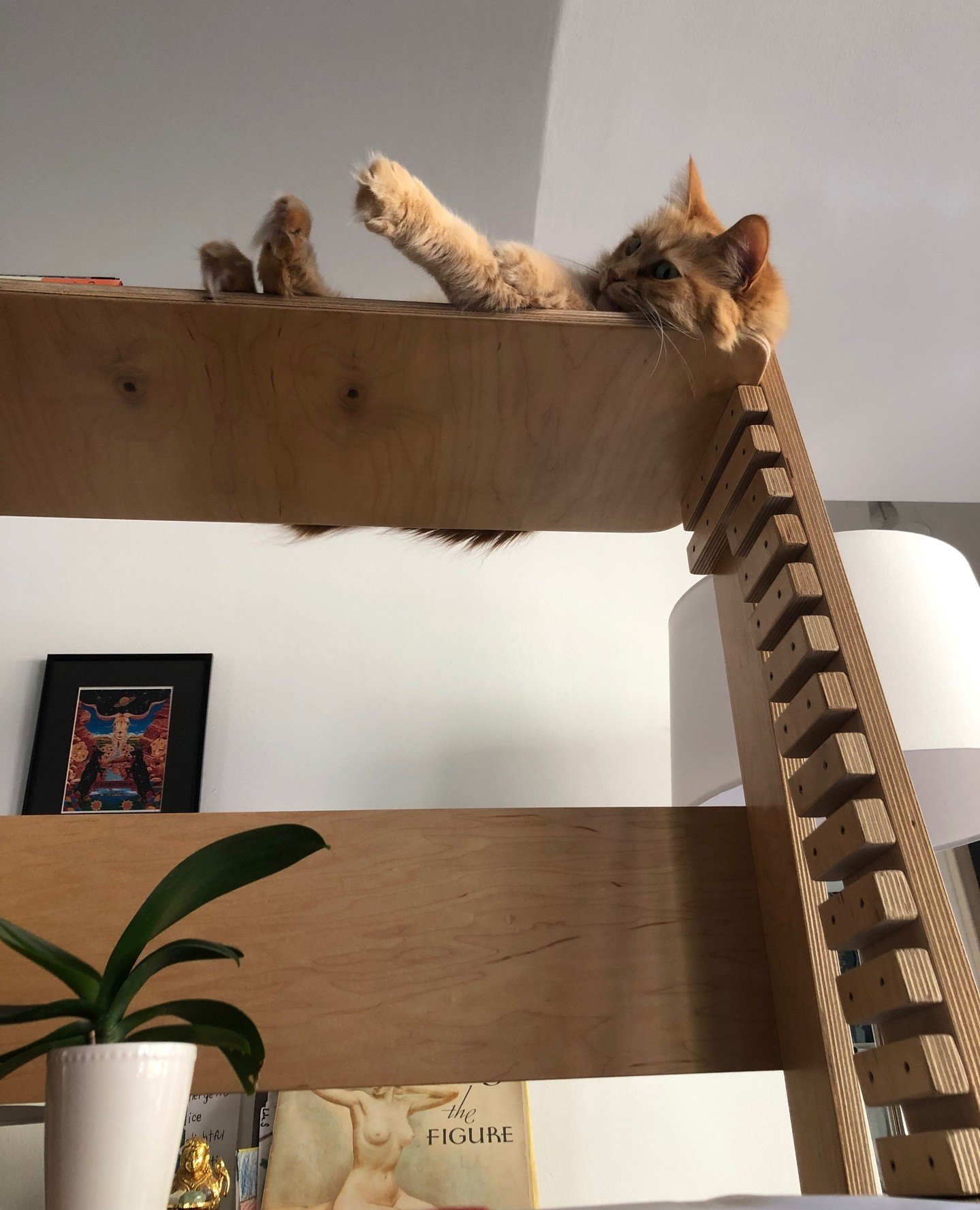 I'm not the only one who loves my new desk...⁠
⁠
#currentview⁠
#orangetabby⁠
#gingertabby⁠
#gingercat⁠
#chilling⁠
#diva⁠
#catsofinstagram⁠
#otthsaw⁠
#ergonomicdesk⁠
#sitstand⁠
#sitstanddesk⁠
#ergonomics
