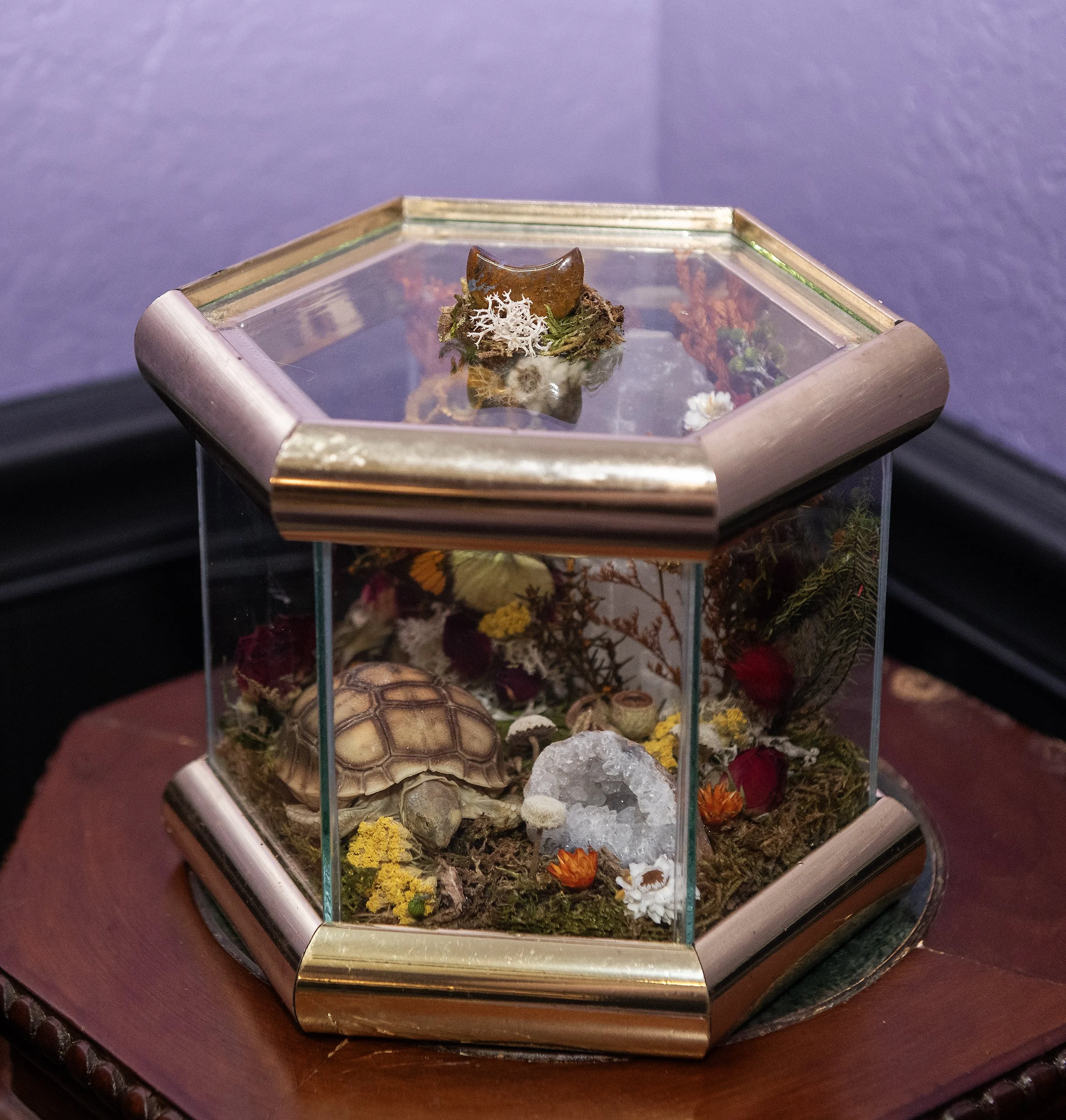 Tortoise Terrarium