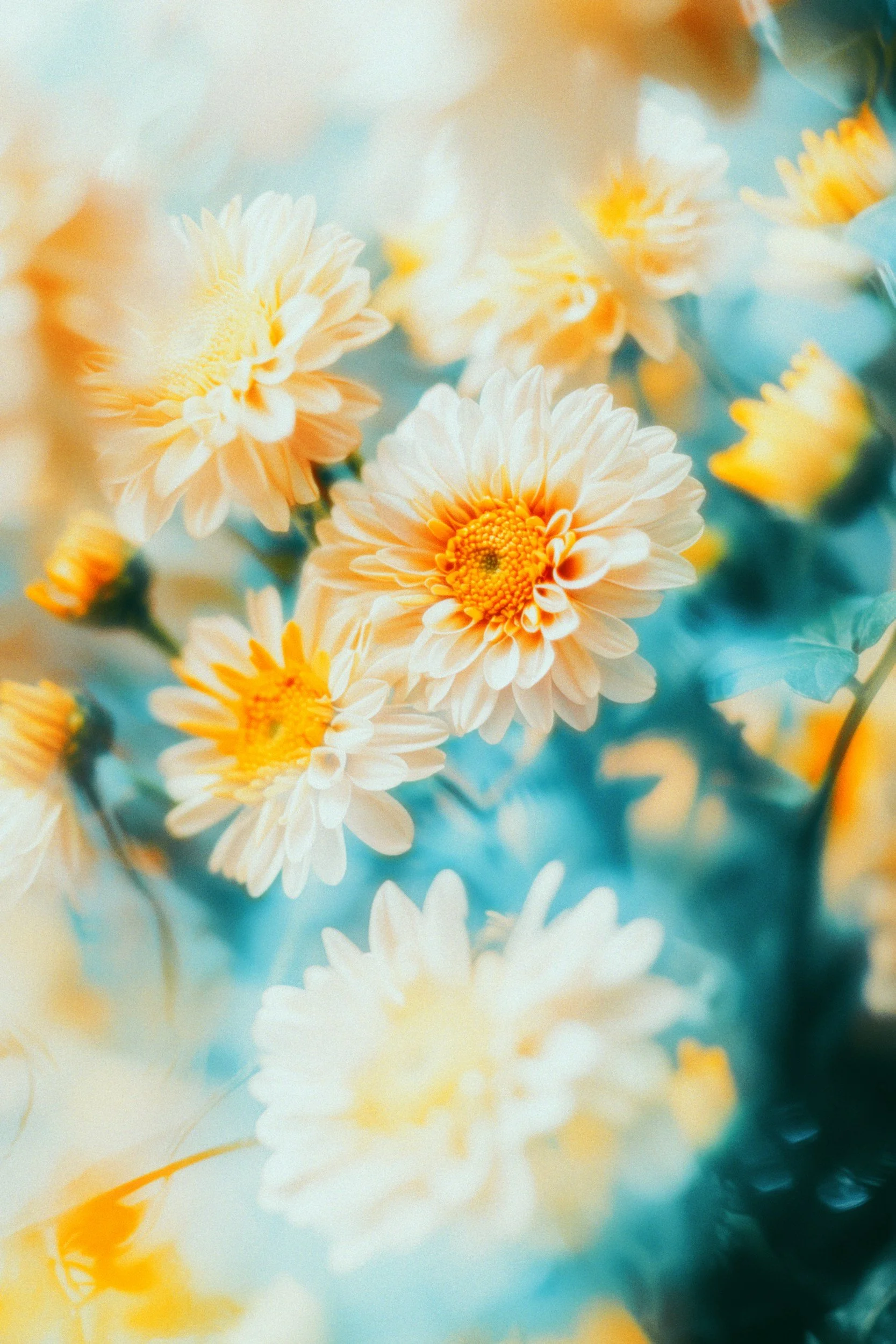 Close-up of white and yellow flowers with soft focus and vibrant colors.