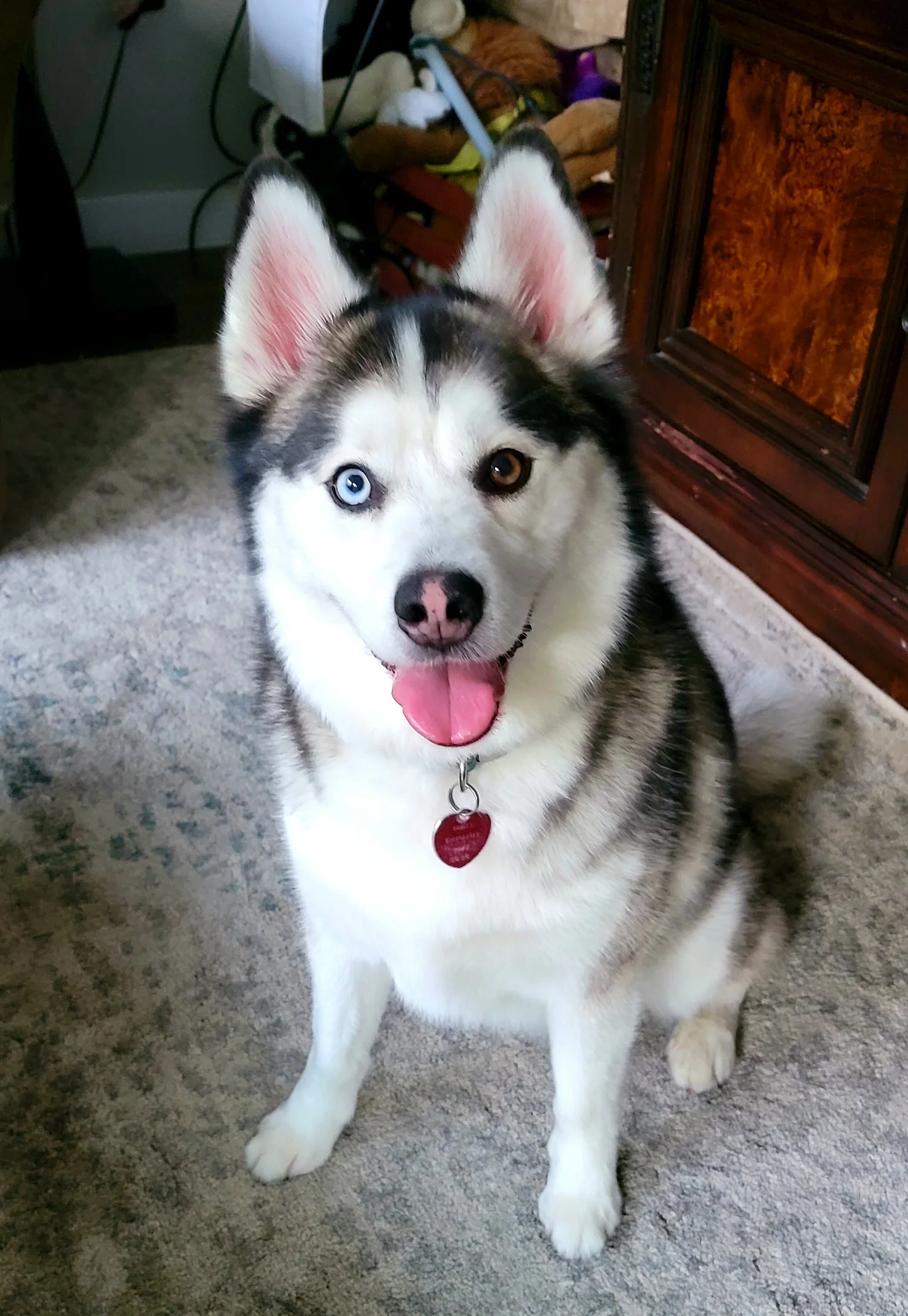 Past Pomsky Puppies Pomsky Breeder — Smoky Mountain Pomskies