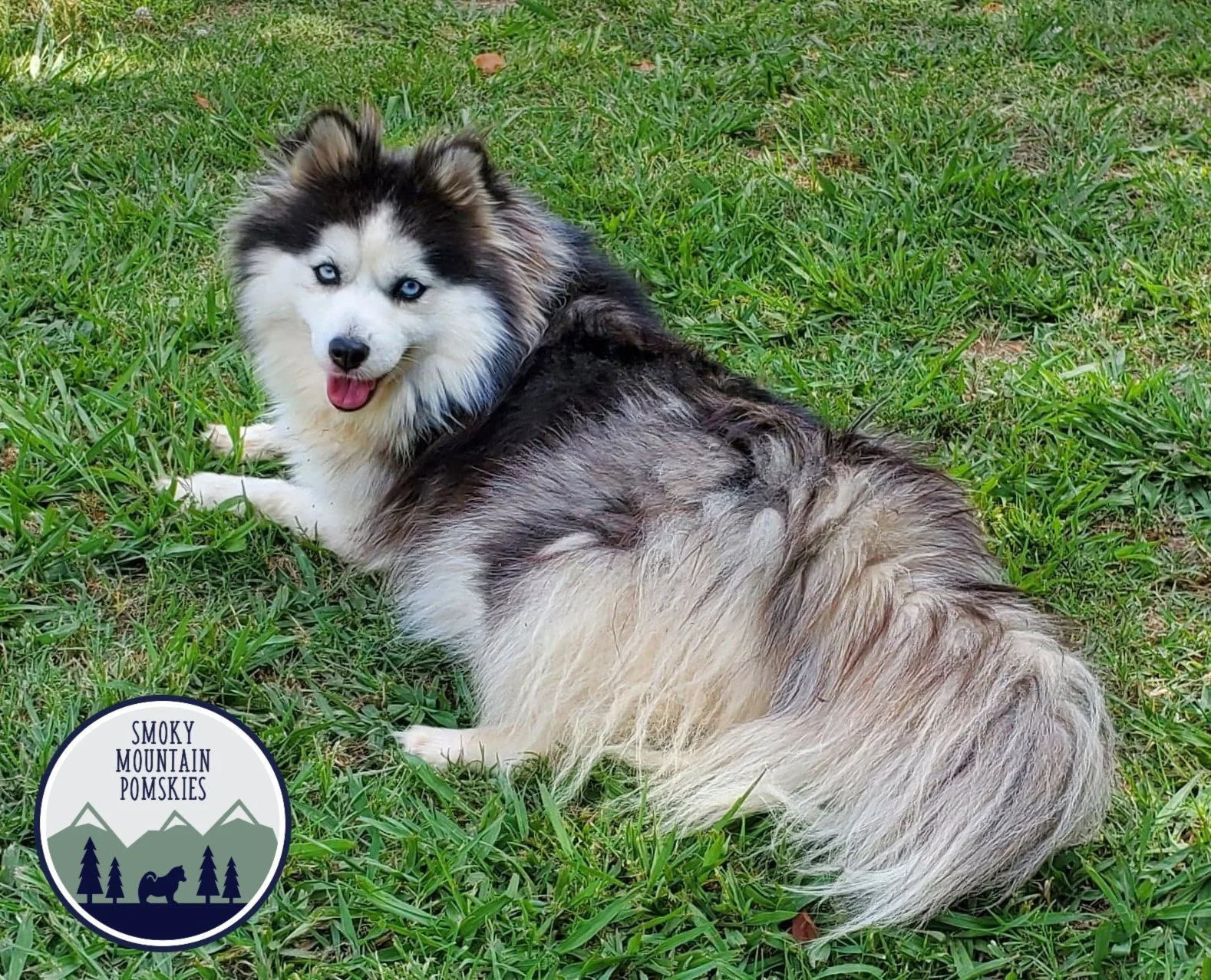 Buy pomsky breeds Hot Sale
