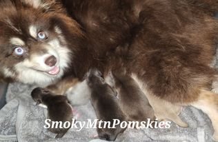 Midwoof Diaries: Slice of the Breeding Life (1)