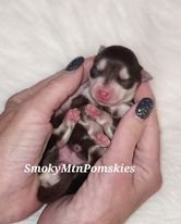 Midwoof Diaries: Slice of the Breeding Life (3)