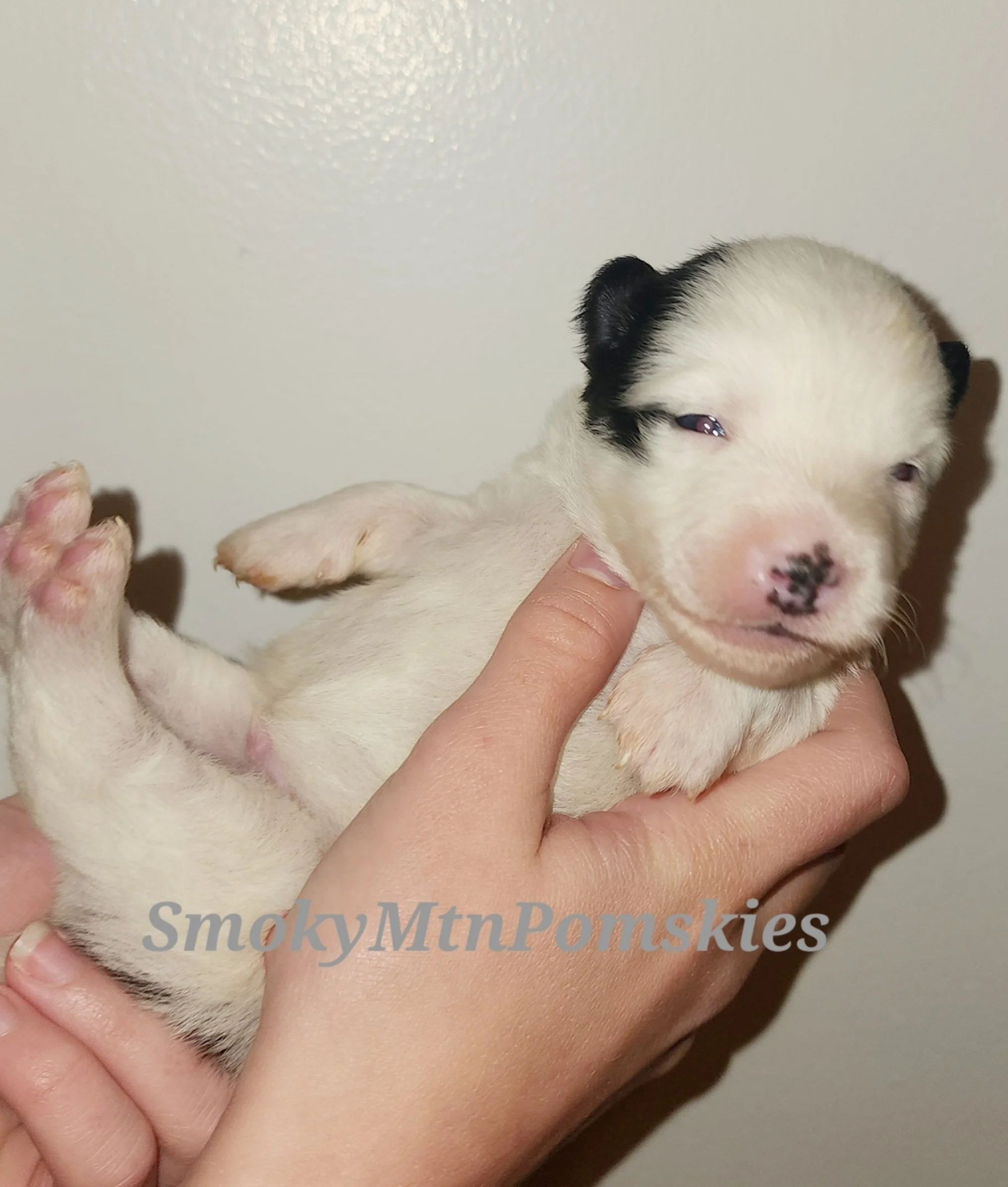 Midwoof Diaries: Slice of the Breeding Life (5)