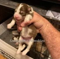 Midwoof Diaries: Slice of the Breeding Life (6)