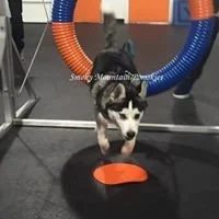 Midwoof Diaries: The Dogs Journal