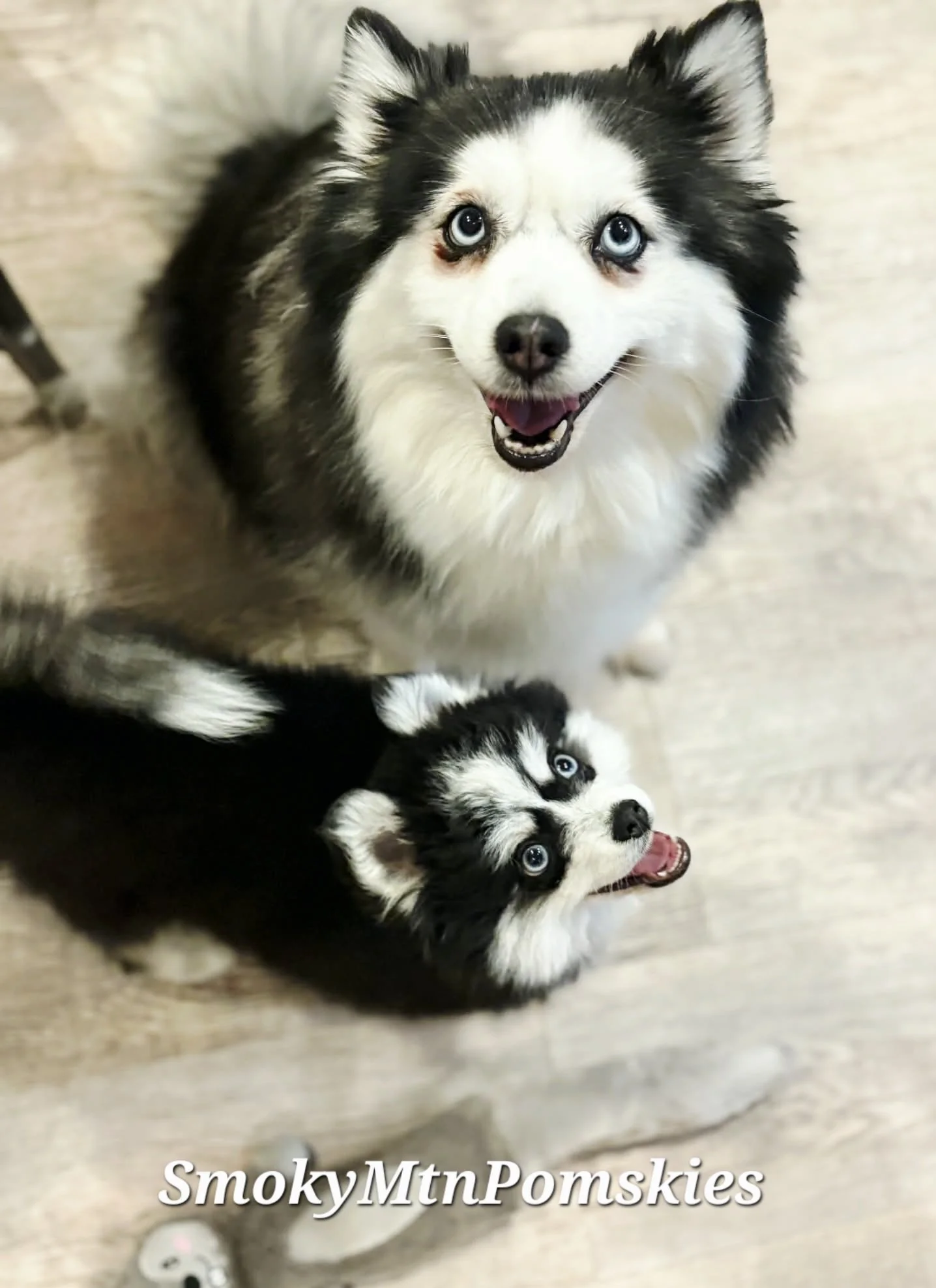 Midwoof Diaries:Is your puppy picking on your older dog?