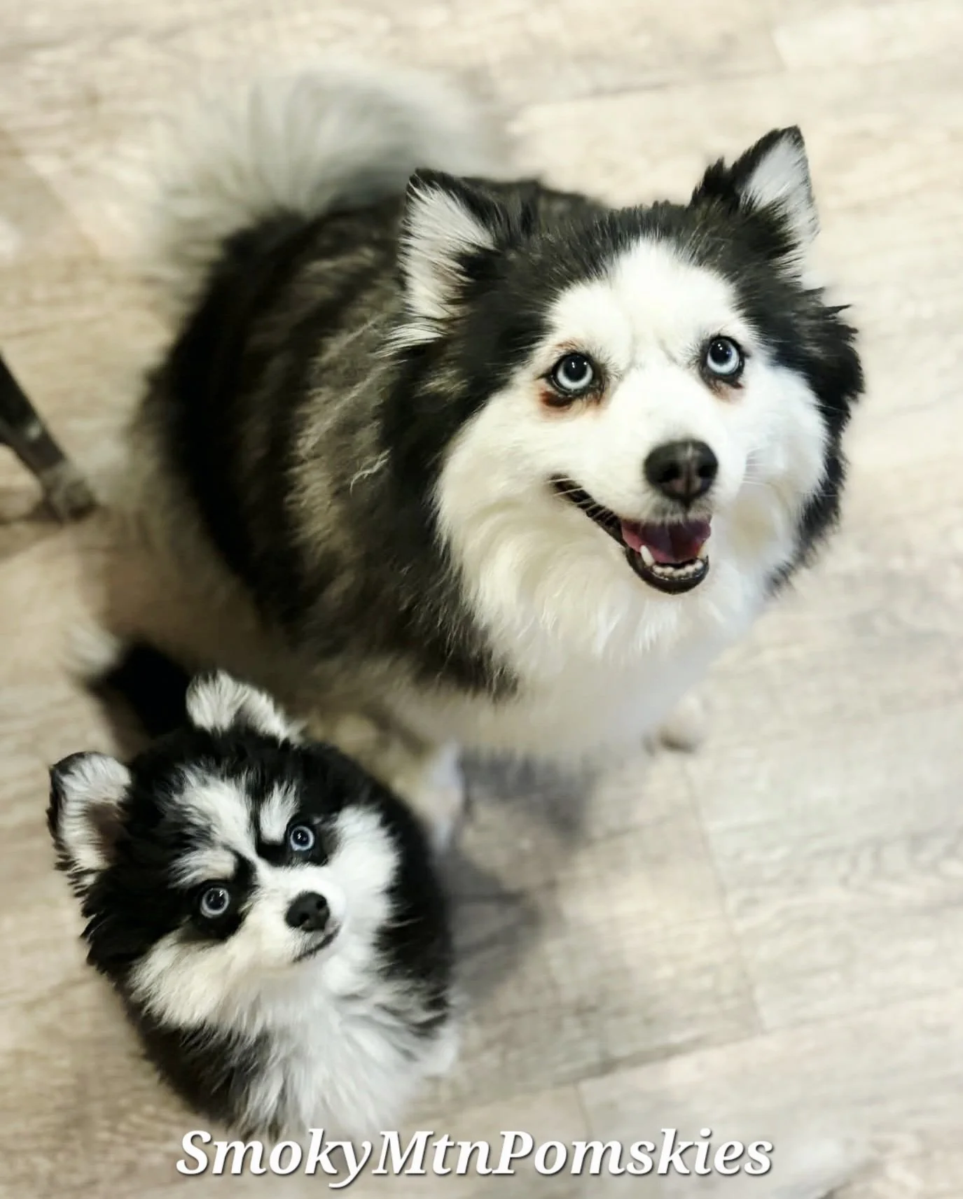 Midwoof Diaries: New Year’s Resolutions for Pomskies &amp; Their Humans