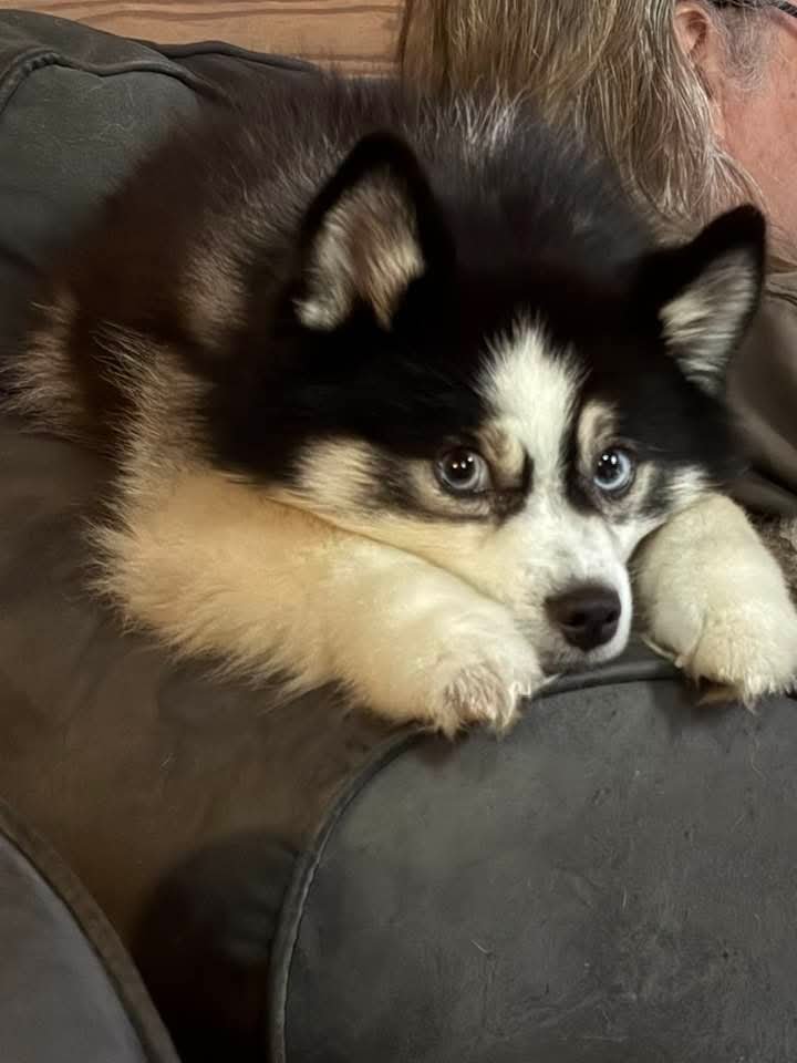 Midwoof Diaries: The Top 5 Best Things About Pomskies: Why This Breed Steals Hearts Everywhere