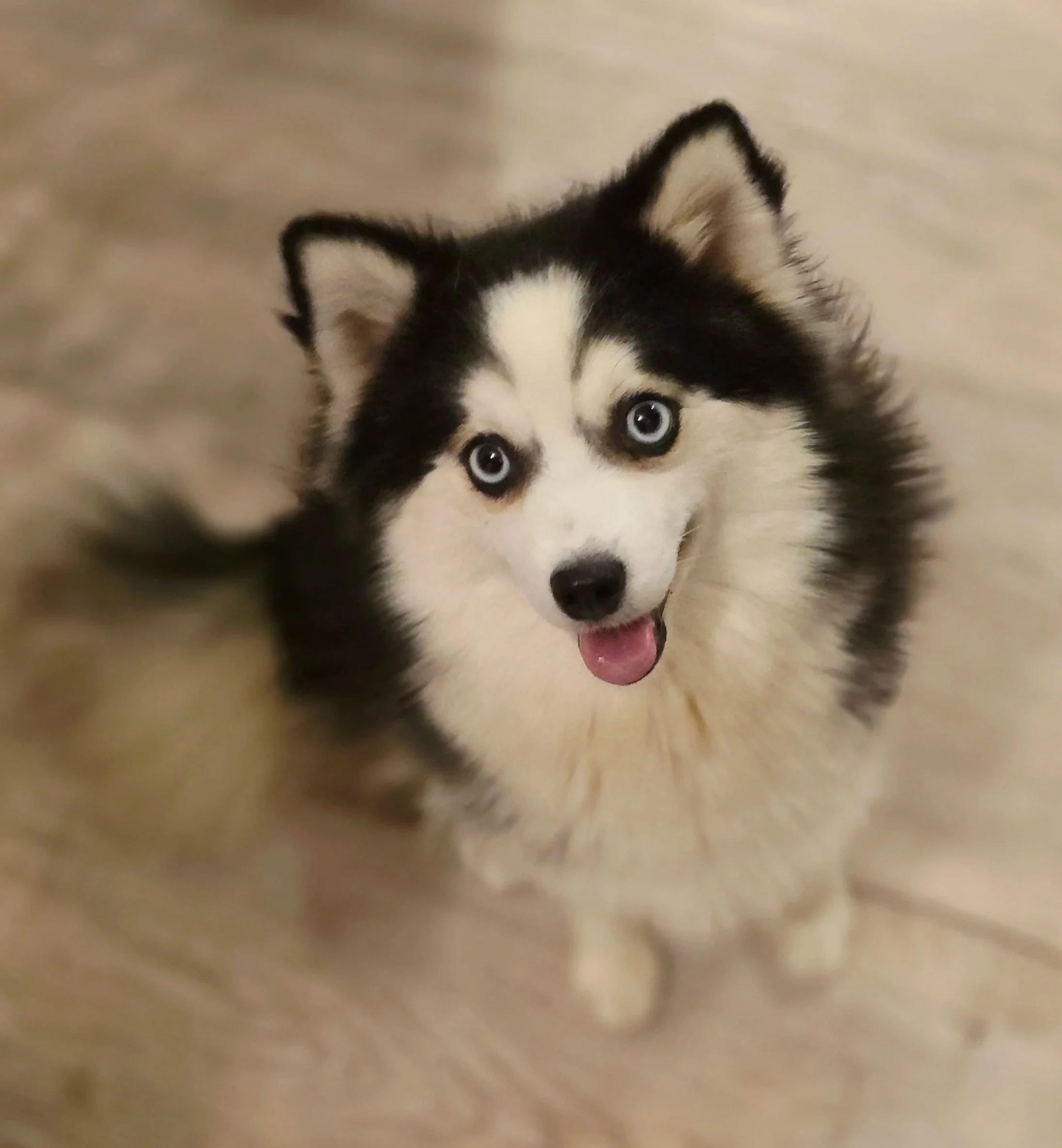 Darla is a sweetheart, born and bred here at Smoky Mountain Pomskies. She will become a mama in winter 2026. Darla is from Caiti and Banzai and will have toy and miniature sized litters. She has an adorable personality, is sassy, loves bones and toys