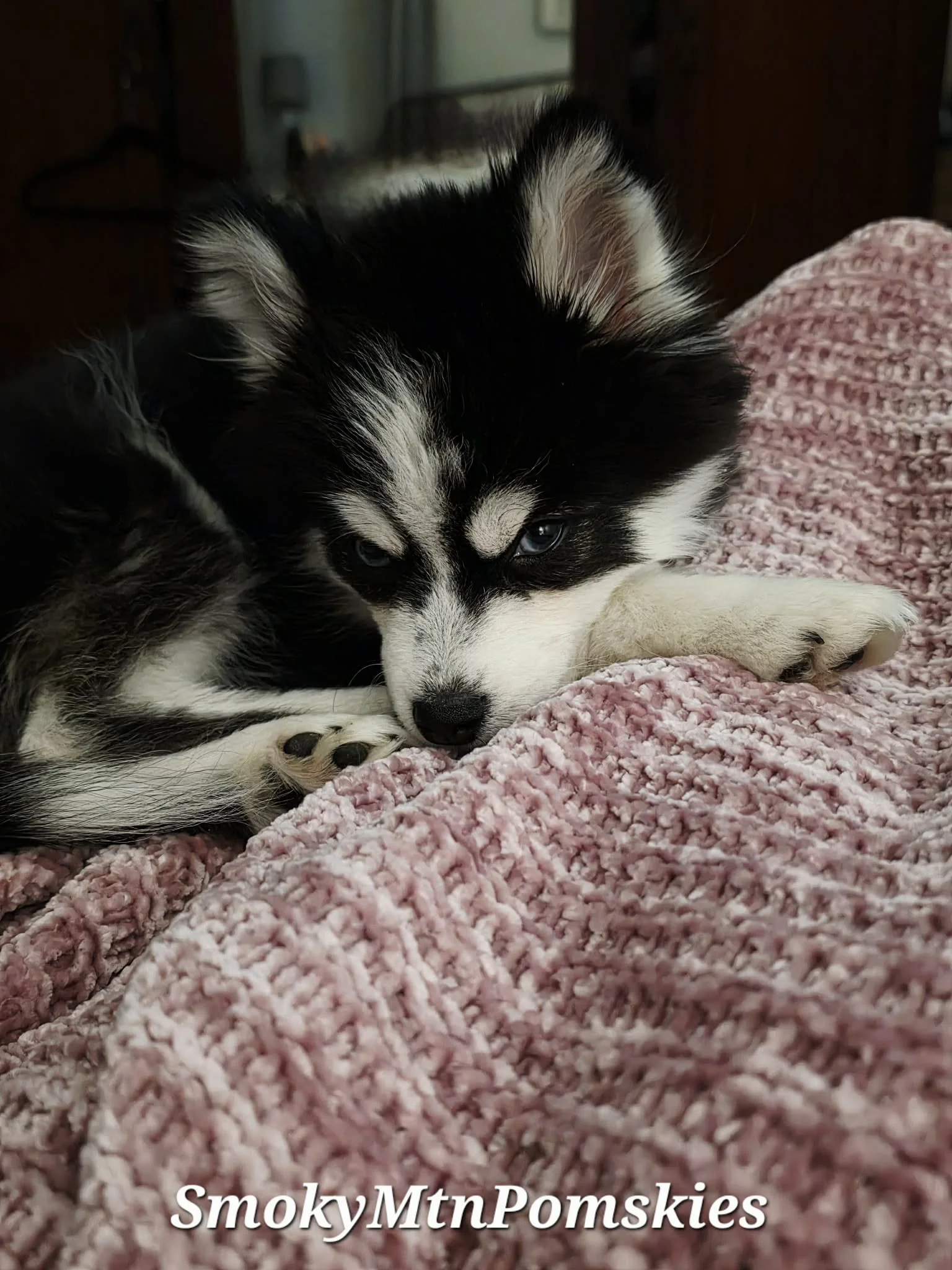 Midwoof Diaries: The 3-3-3 Rule of smooth transition to a new home for puppies and dogs