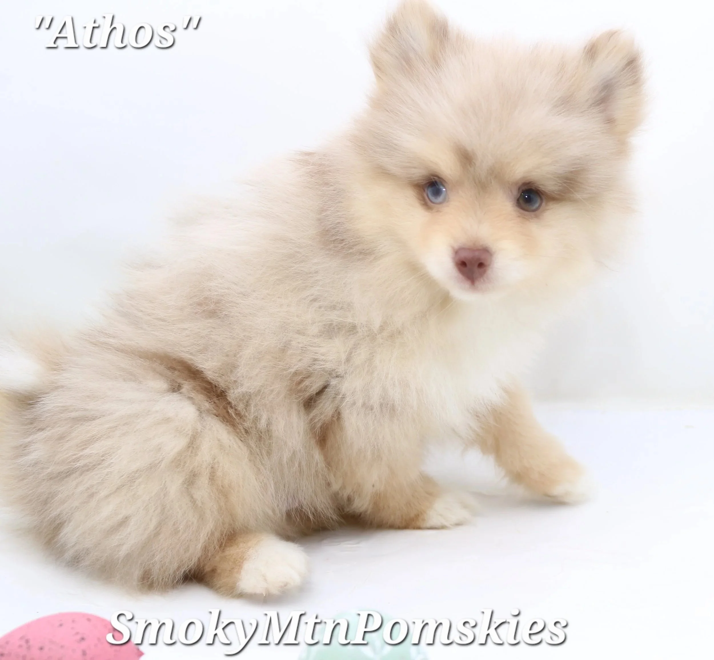 Midwoof Diaries: The Importance of a Routine for your Puppy