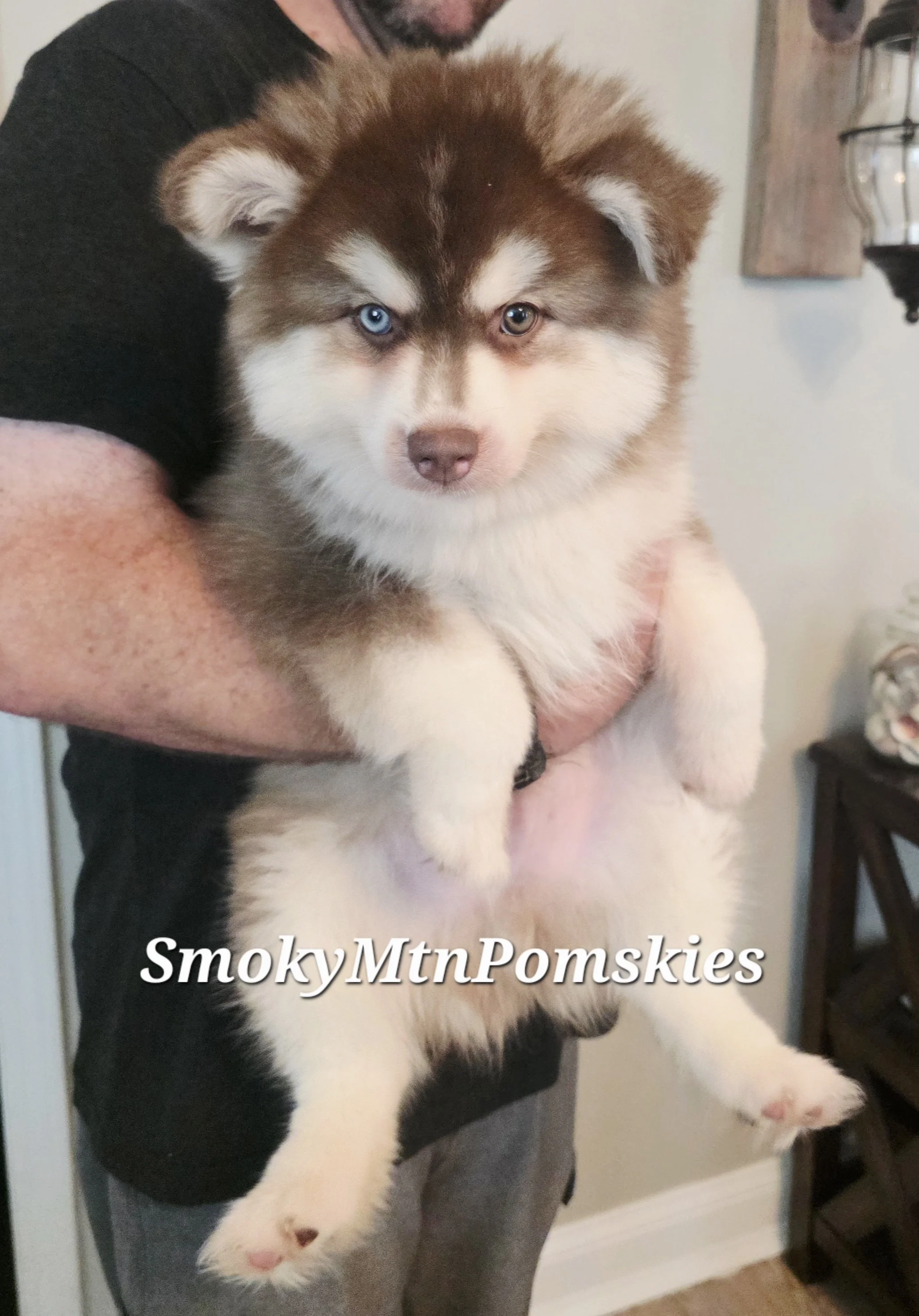 Midwoof Diaries: Standard Sized Pomskies…Because it’s not just all about the tiny pups