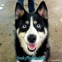 Jennifer Turner - Pomsky 22.jpg