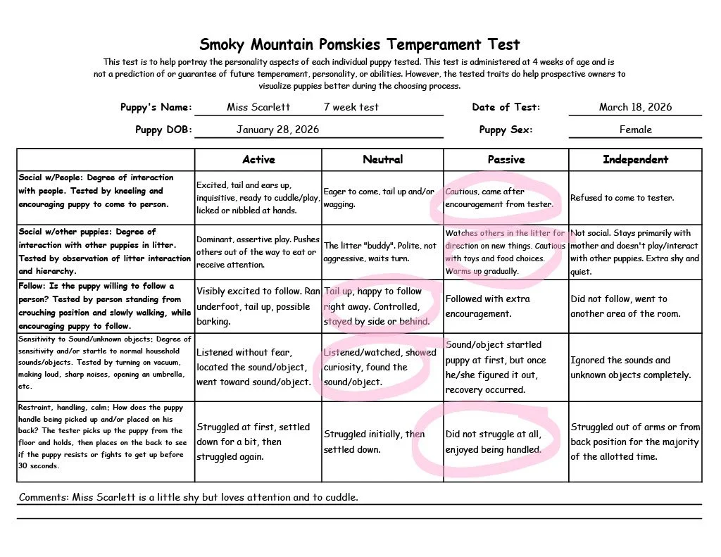 Miss Scarlett 7 week temperament test