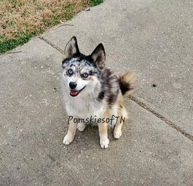 Meet Our Sires Pomsky Breeder — Smoky Mountain Pomskies