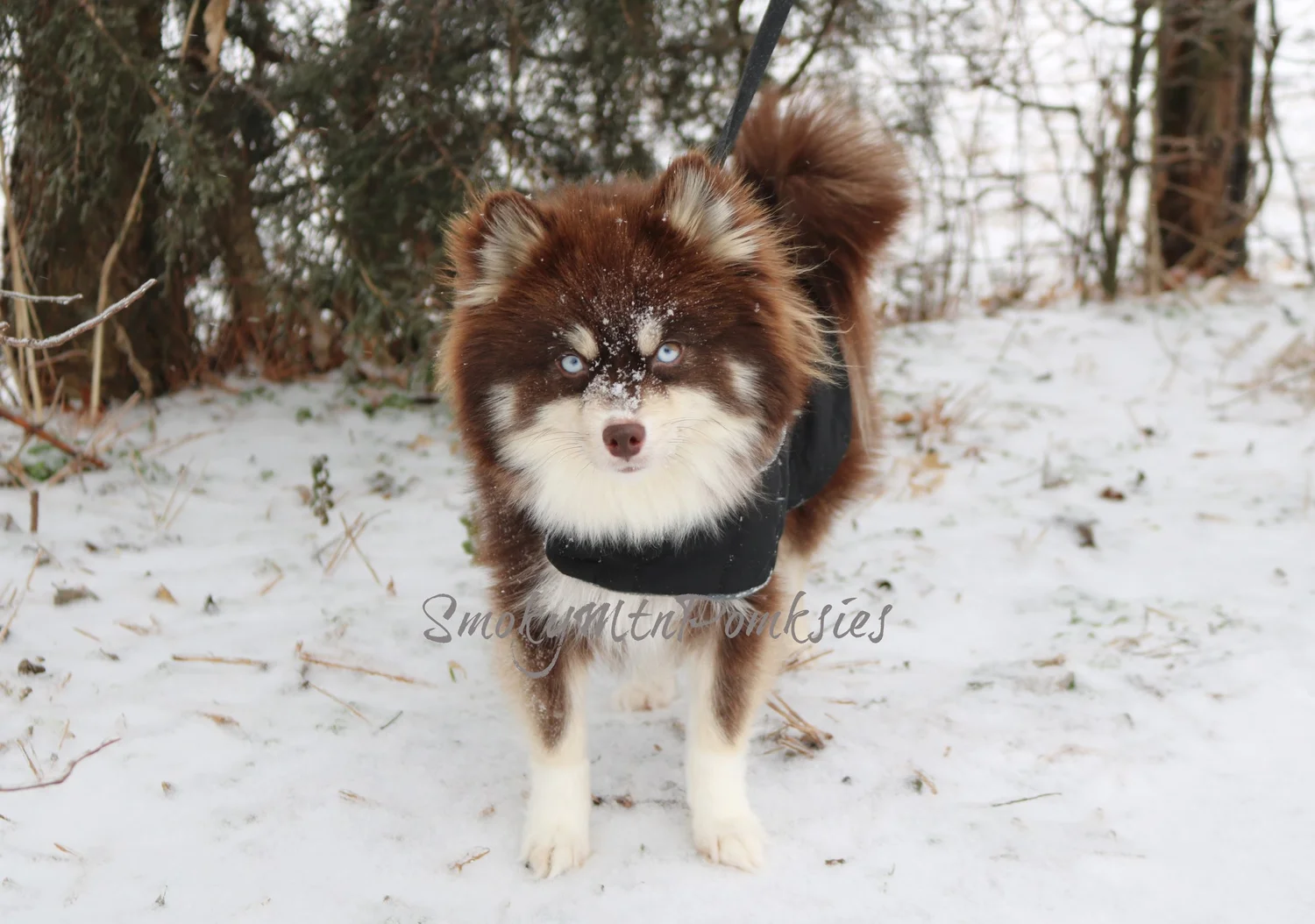 Meet Our Dams Pomsky Breeder — Smoky Mountain Pomskies