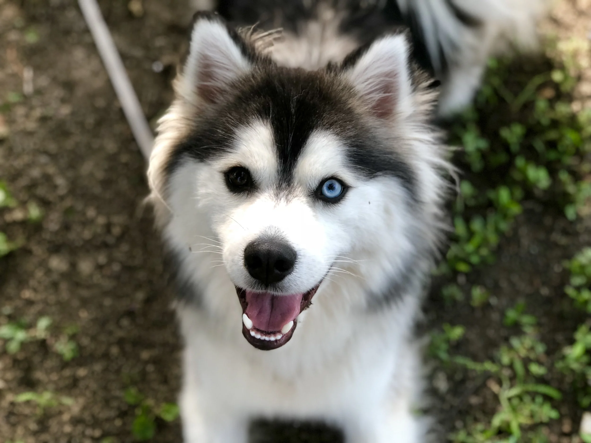 Past Pomsky Puppies Pomsky Breeder — Smoky Mountain Pomskies